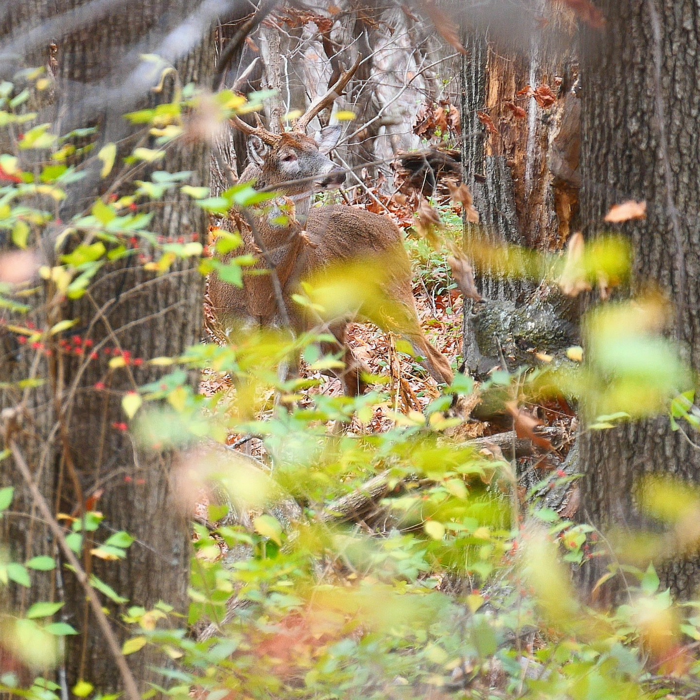 Schaub Outdoors Land Management