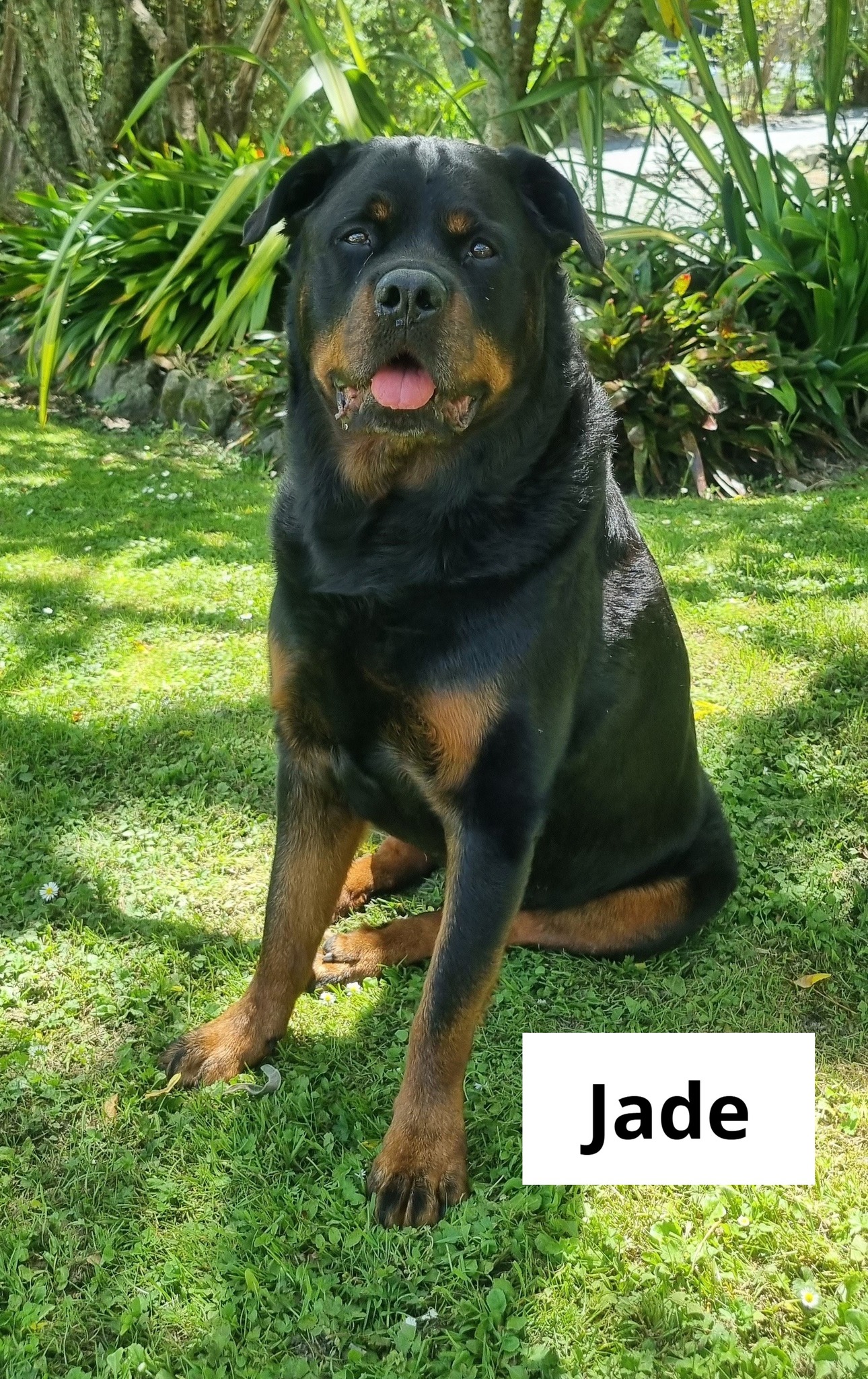 ARC Vets - Meet Jade 🐶🐾 Jade is an 8-year-old... | Facebook