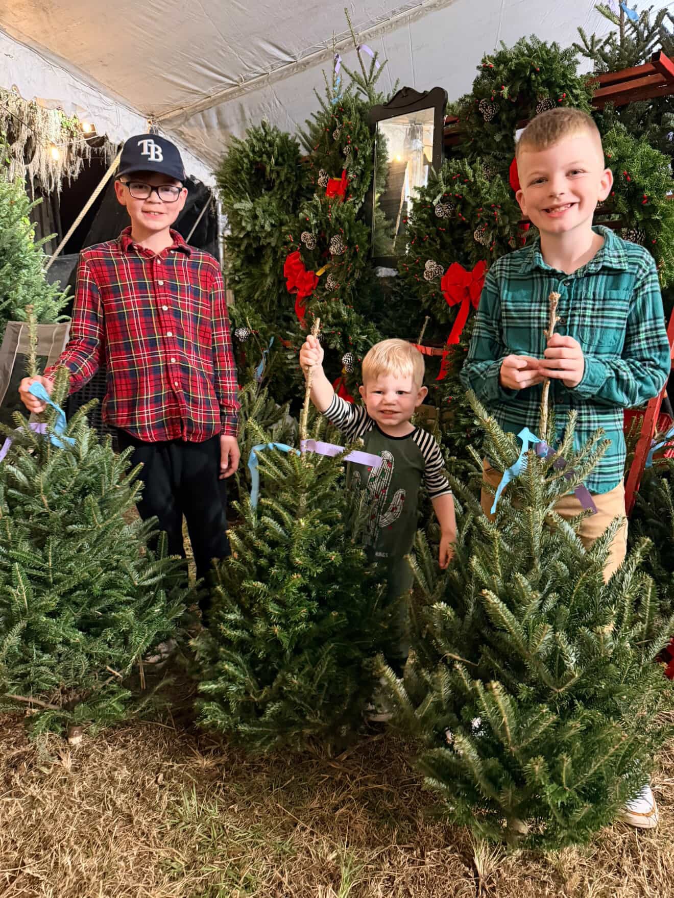 Severts Christmas Tree Farm