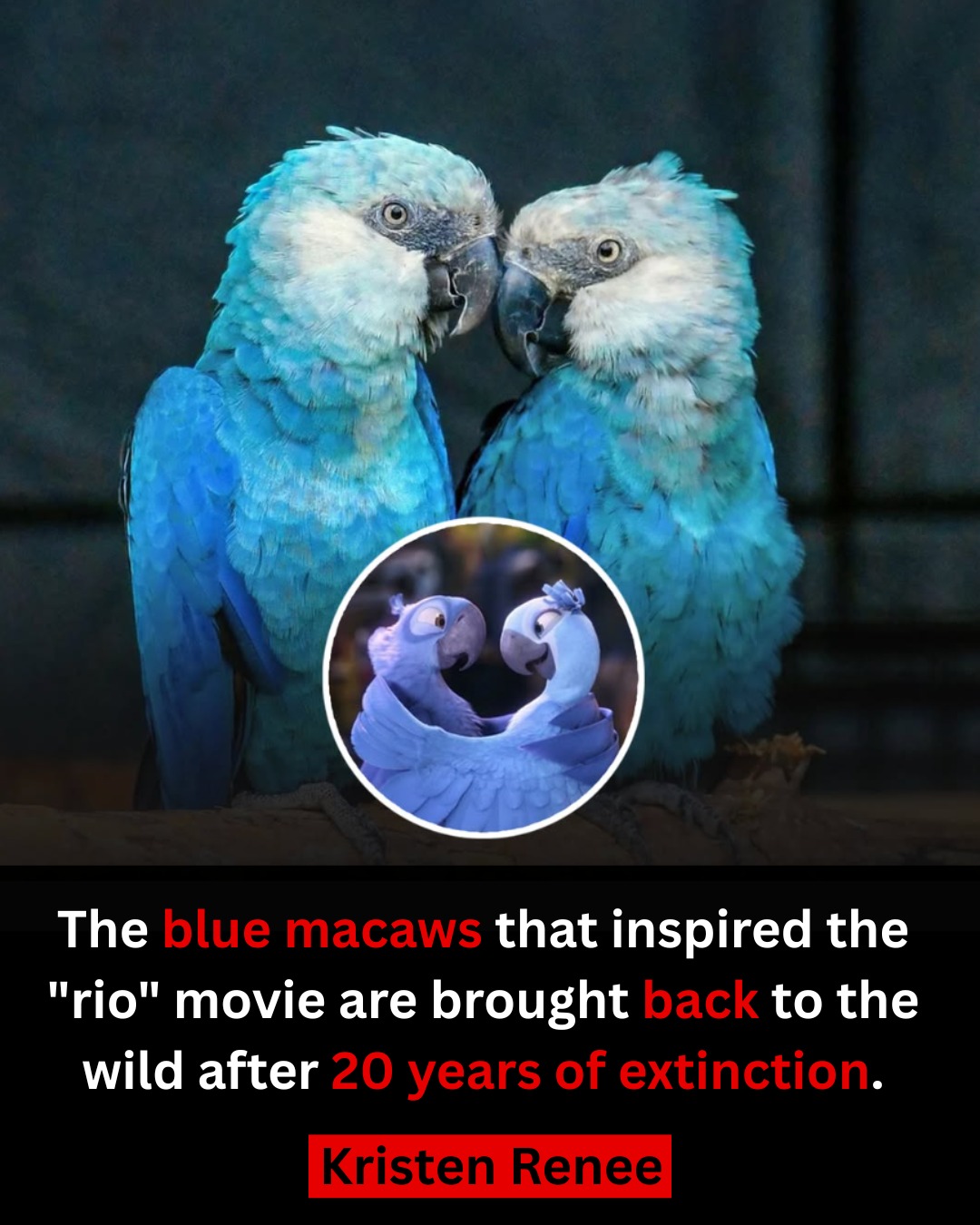 Kristen - Blue Wings of Resurrection Where Hollywood's animated 