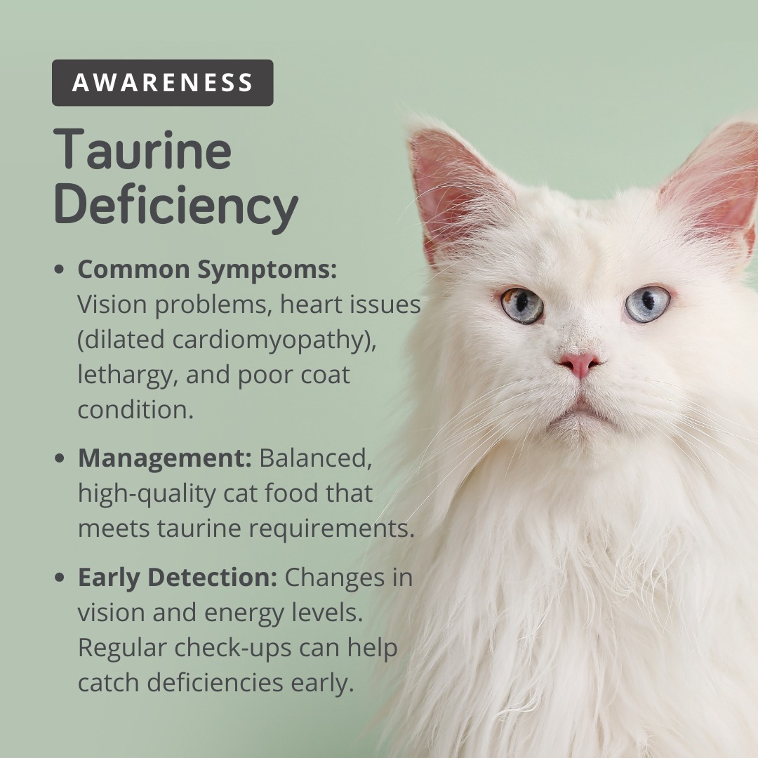 l-carnitine deficiency in cats Taurine is vital for your cat's vision, heart health, and digestion. 🐱💪 A can cause serious health issues, but quality cat food is specially designed to meet their taurine needs. Discover Nhập khẩu từ Mỹ】Viên واقي شمس للبشرة المختلطة والدهنية Pack Size:180 Capsules