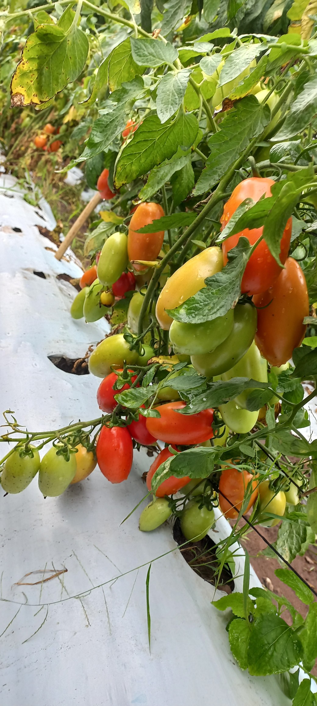 10 Semillas De Tomate Miel Mexicano – Cosecha De Hasta 15 Kg De Fruta, Fácil Cultivo