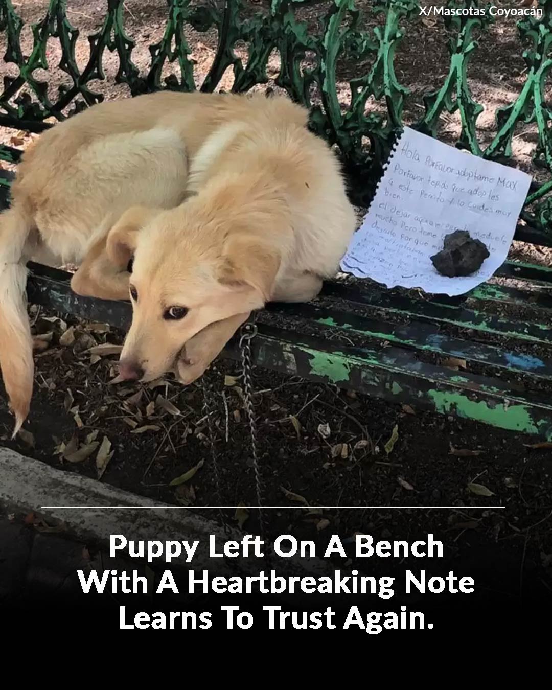 This is so sad 🥺 - The Animal Rescue Site by GreaterGood | Facebook