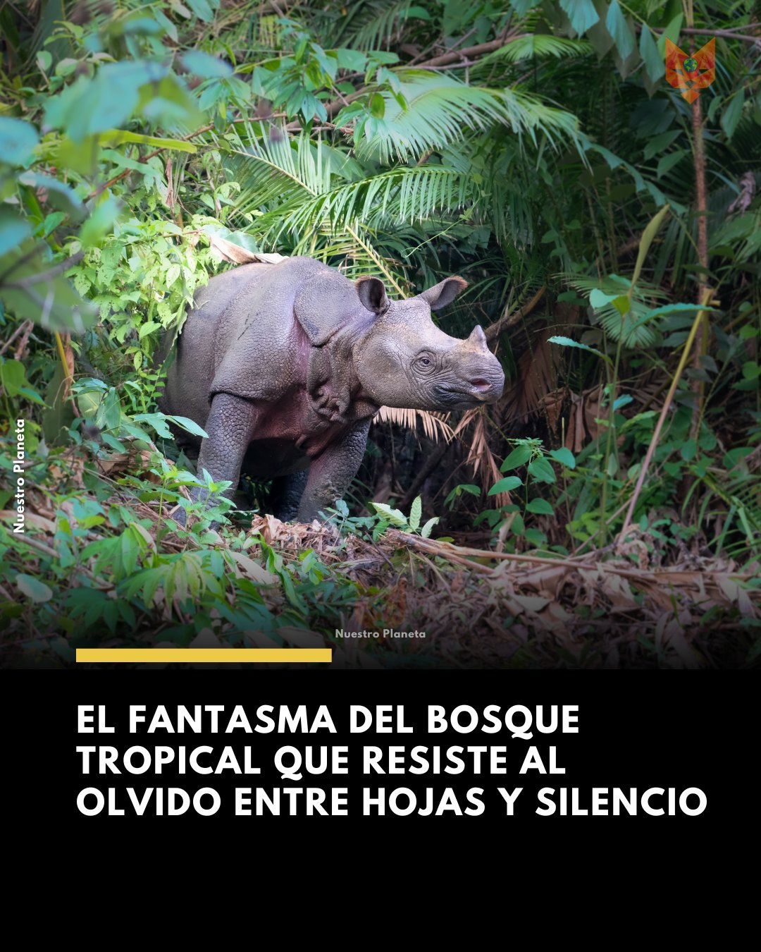 Nuestro - 🦏 Hay encuentros que parecen irreales. Ver a un rinoceronte ...