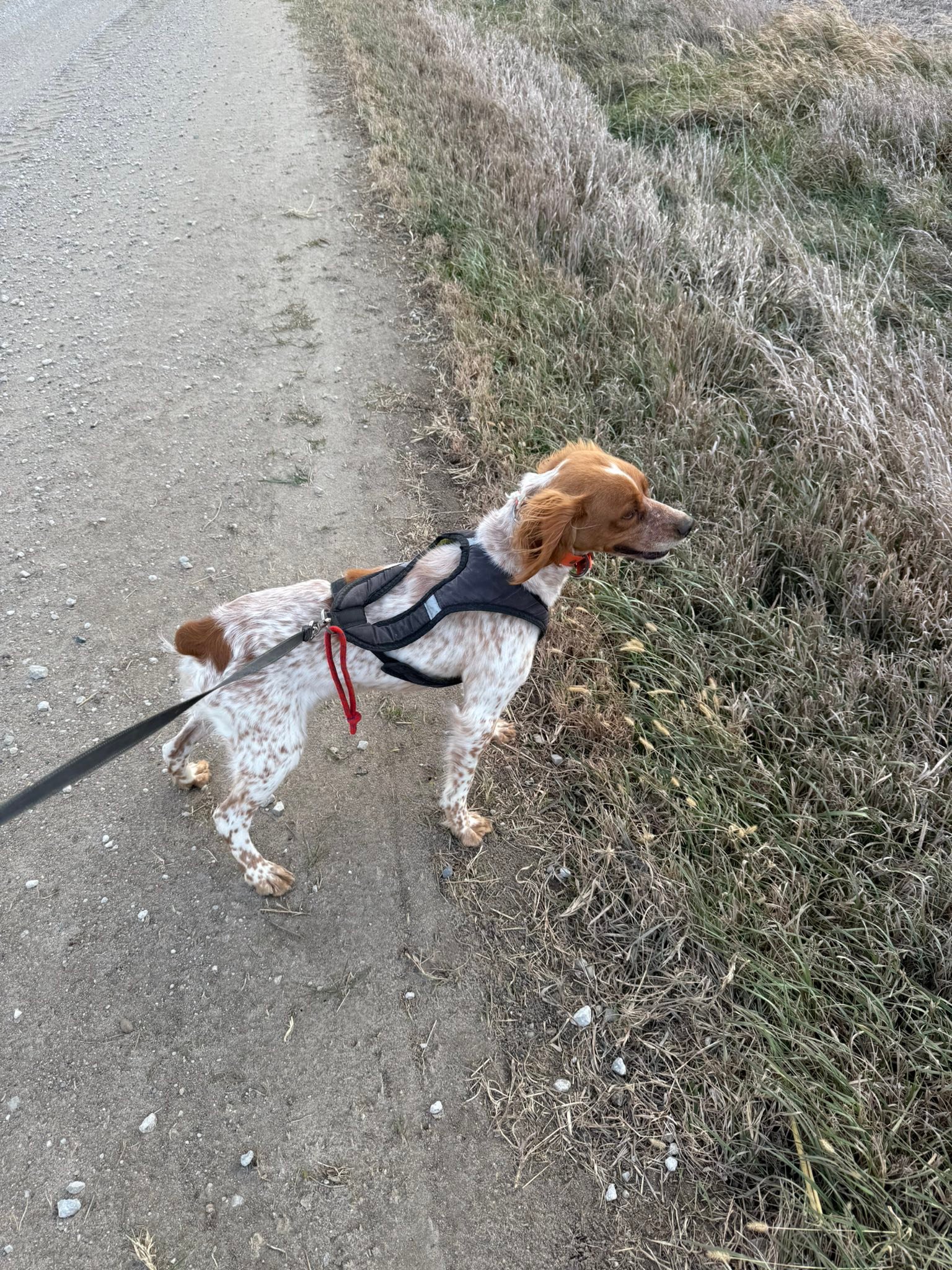 Trinity Blaze really wanted to hunt, not walk, but I am not a hunter