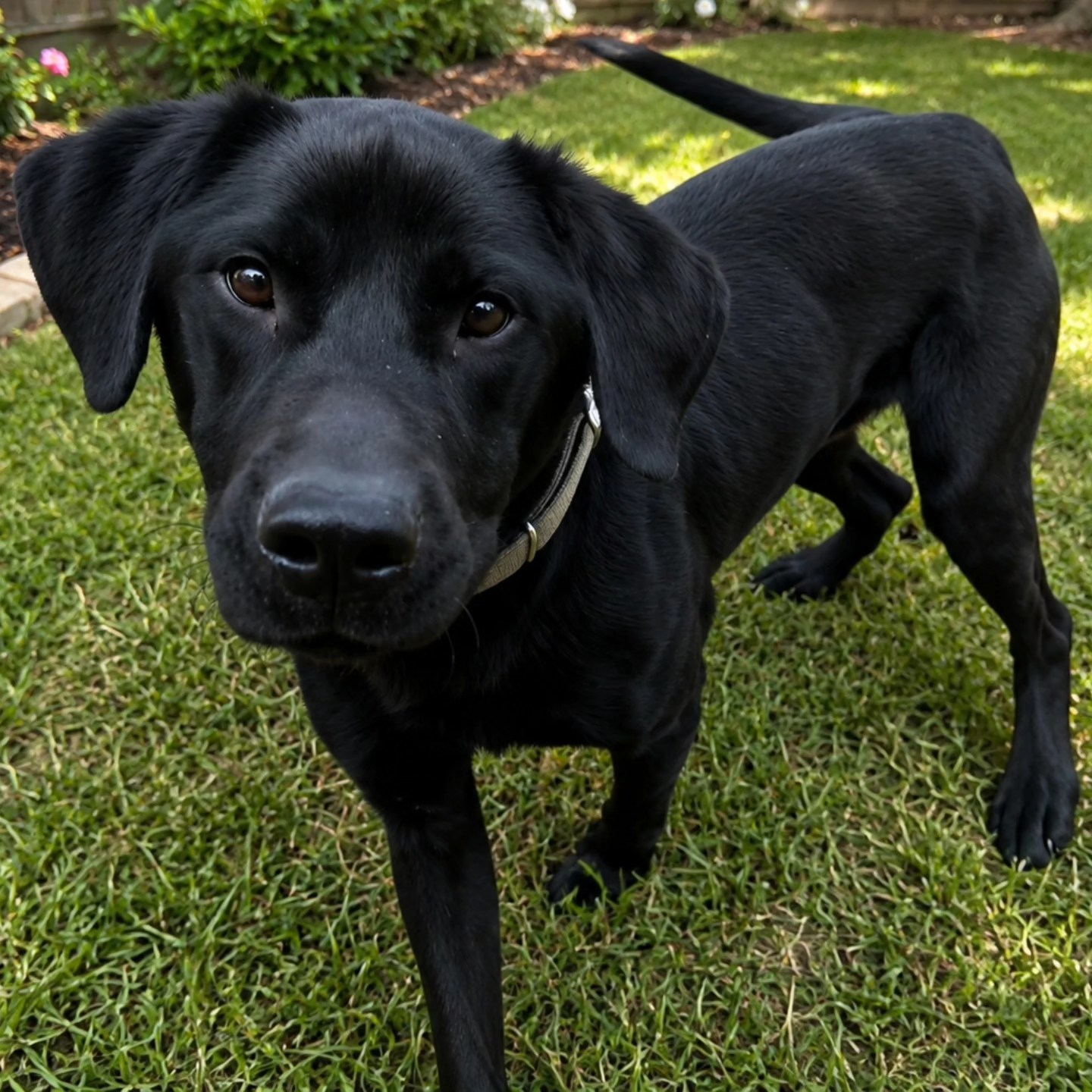 JACK 4 year old male ~ 64 lbs Good with: Children 10+, dogs; cats