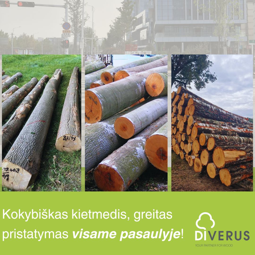 DIVERUS - Reikia šviežio pjovimo buko, uosio, beržo rąstų? Turime! 🌳🚀 ...