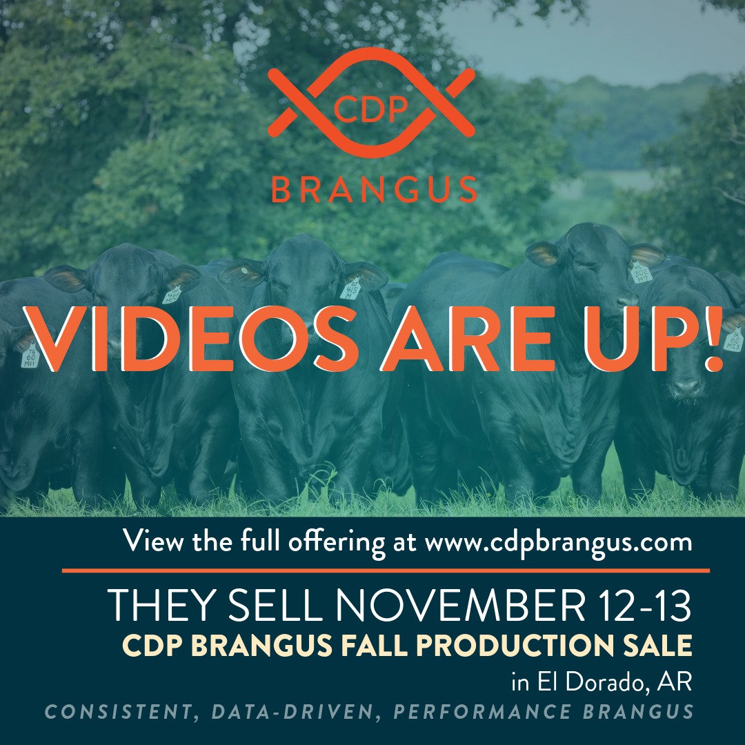CDP Brangus - We are excited to announce that our sale... | Facebook