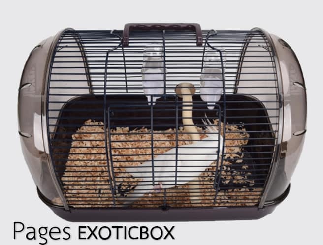#อยากได้จัดให้... - The Exotic box - ซื้อขายอุปกรณ์สัตว์เลี้ยง