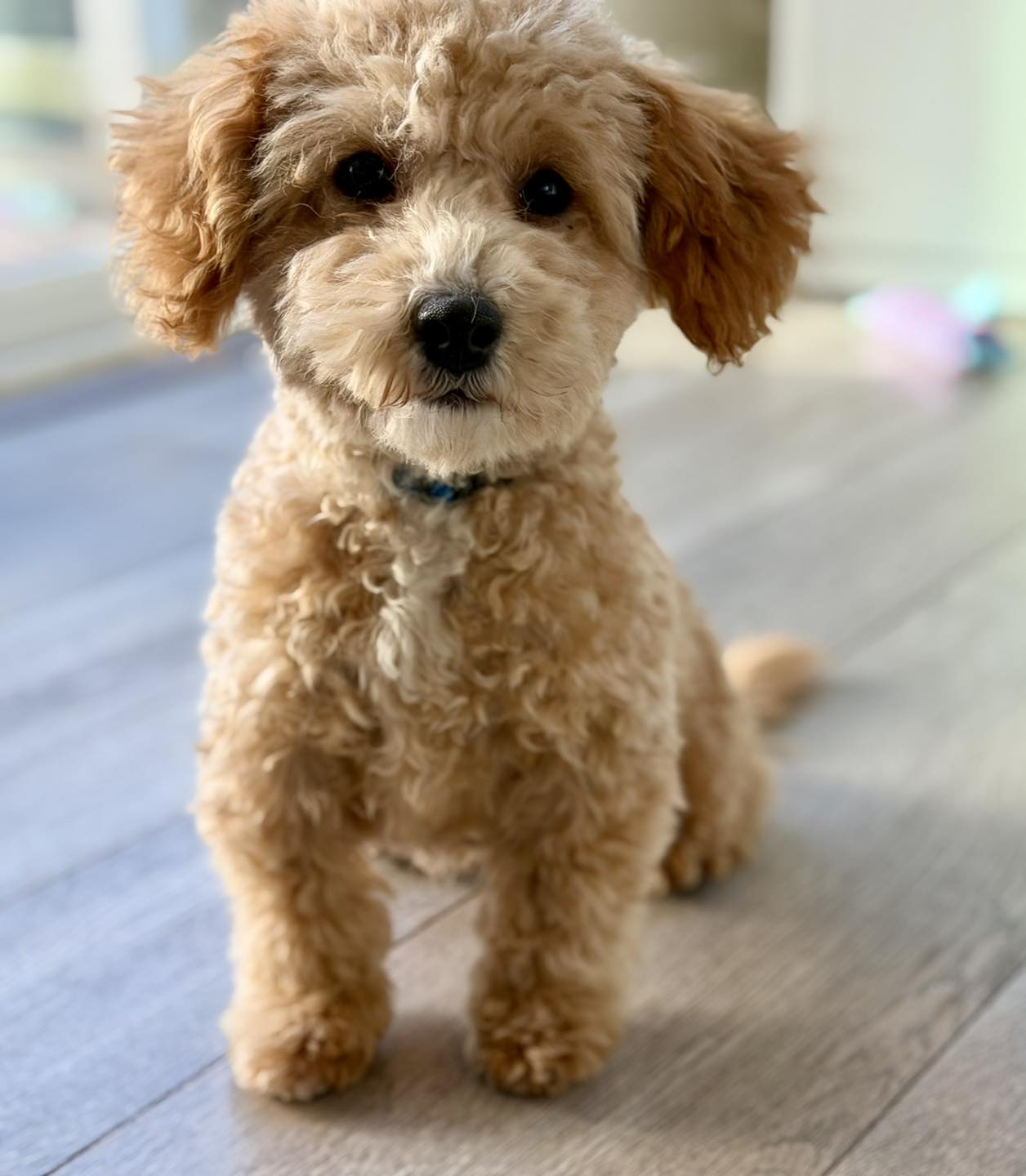 Rising STAR Family Dogs | Durham NC