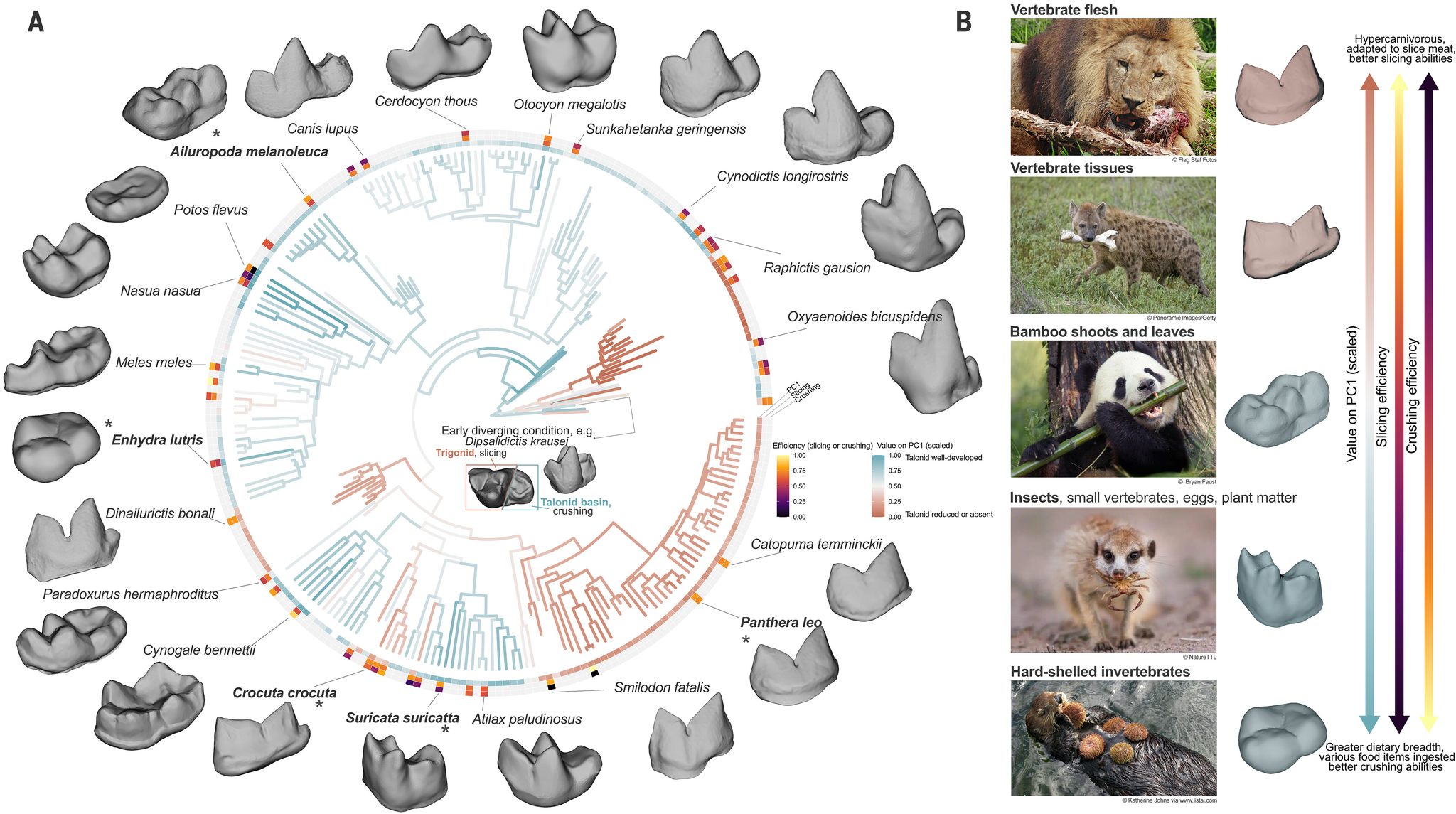 Mammals' jaw evolution linked to dietary diversification