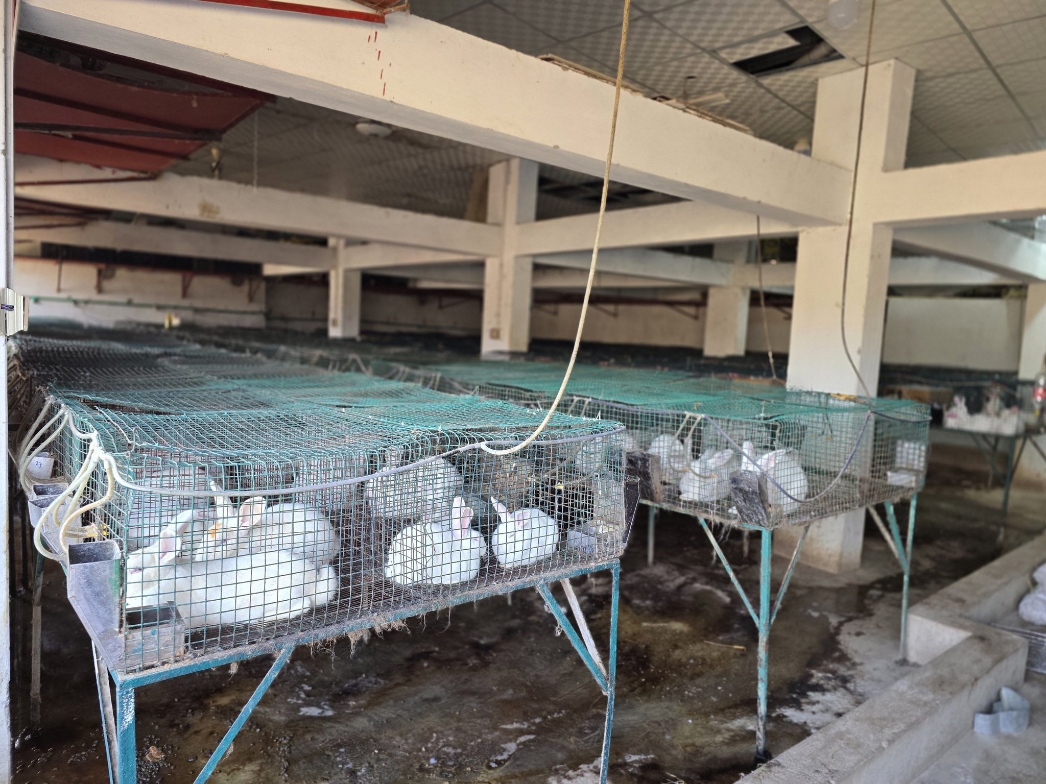 Jami Rabbit Farming Company | Qalandarabad