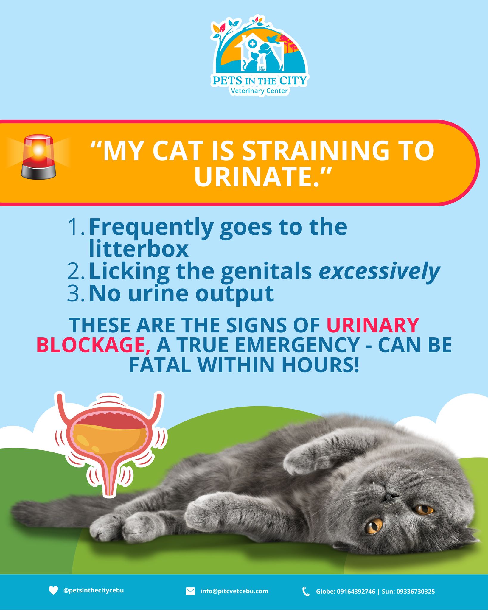 Every second counts!... - Pets in the City Veterinary Center | Facebook