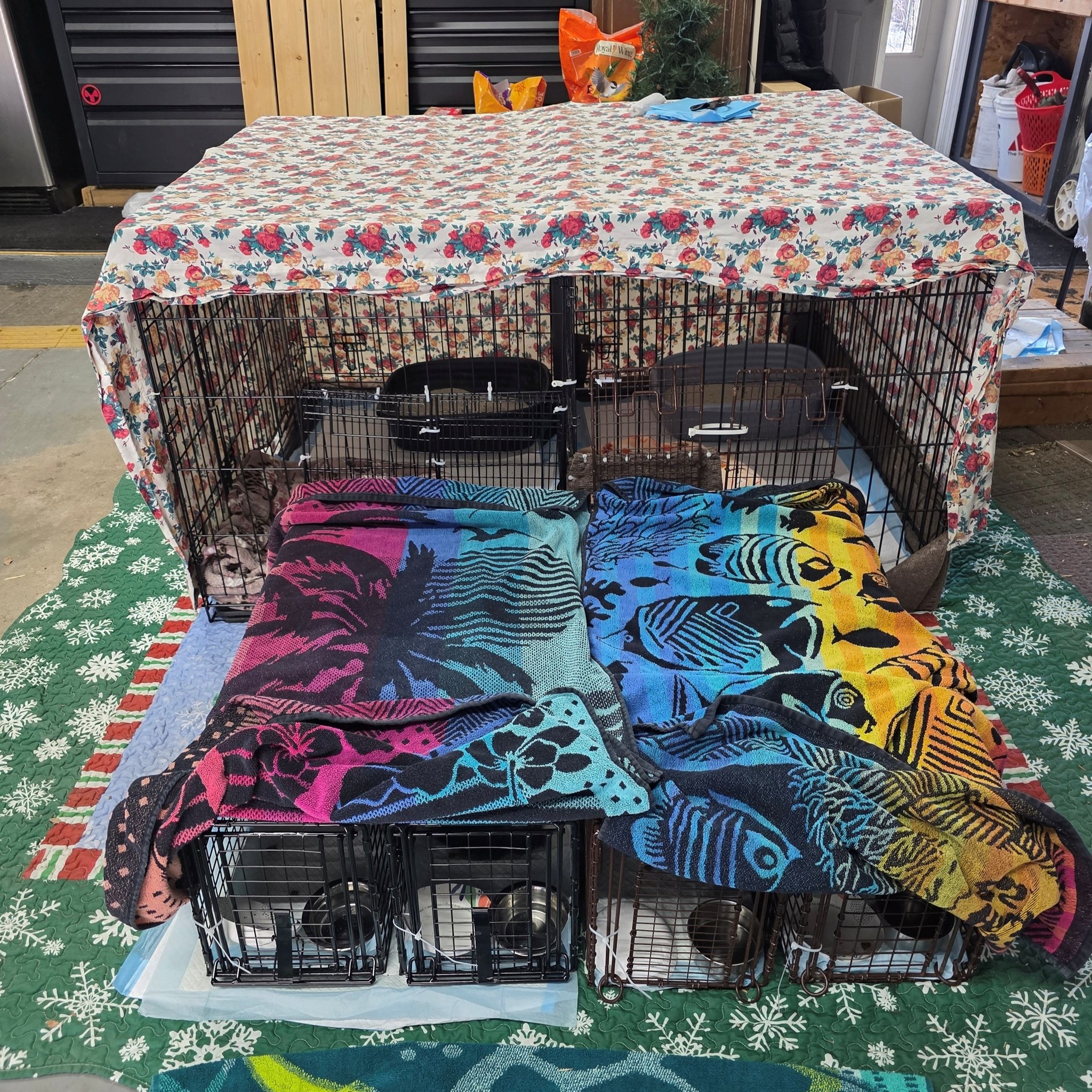 Having to house TNR cats beyond the typical 24 hrs for males and 