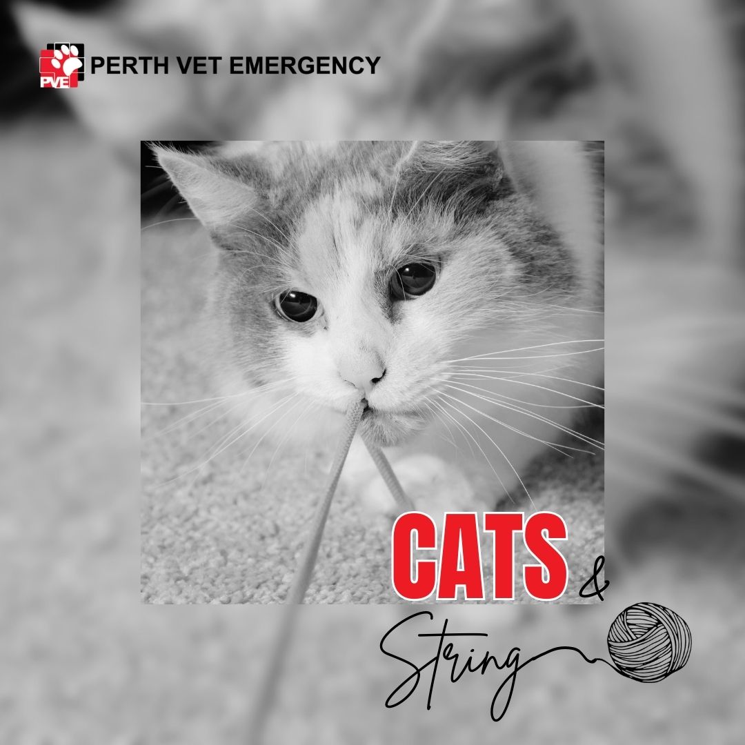 🌟 Dangers of String to Cats 🌟... - Perth Vet Emergency