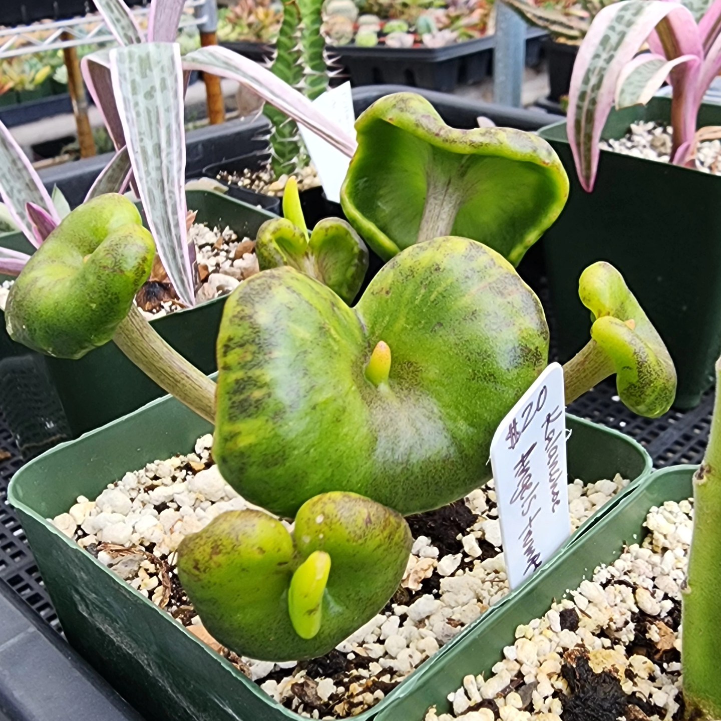 Succulents and cacti for sale in North McAllen