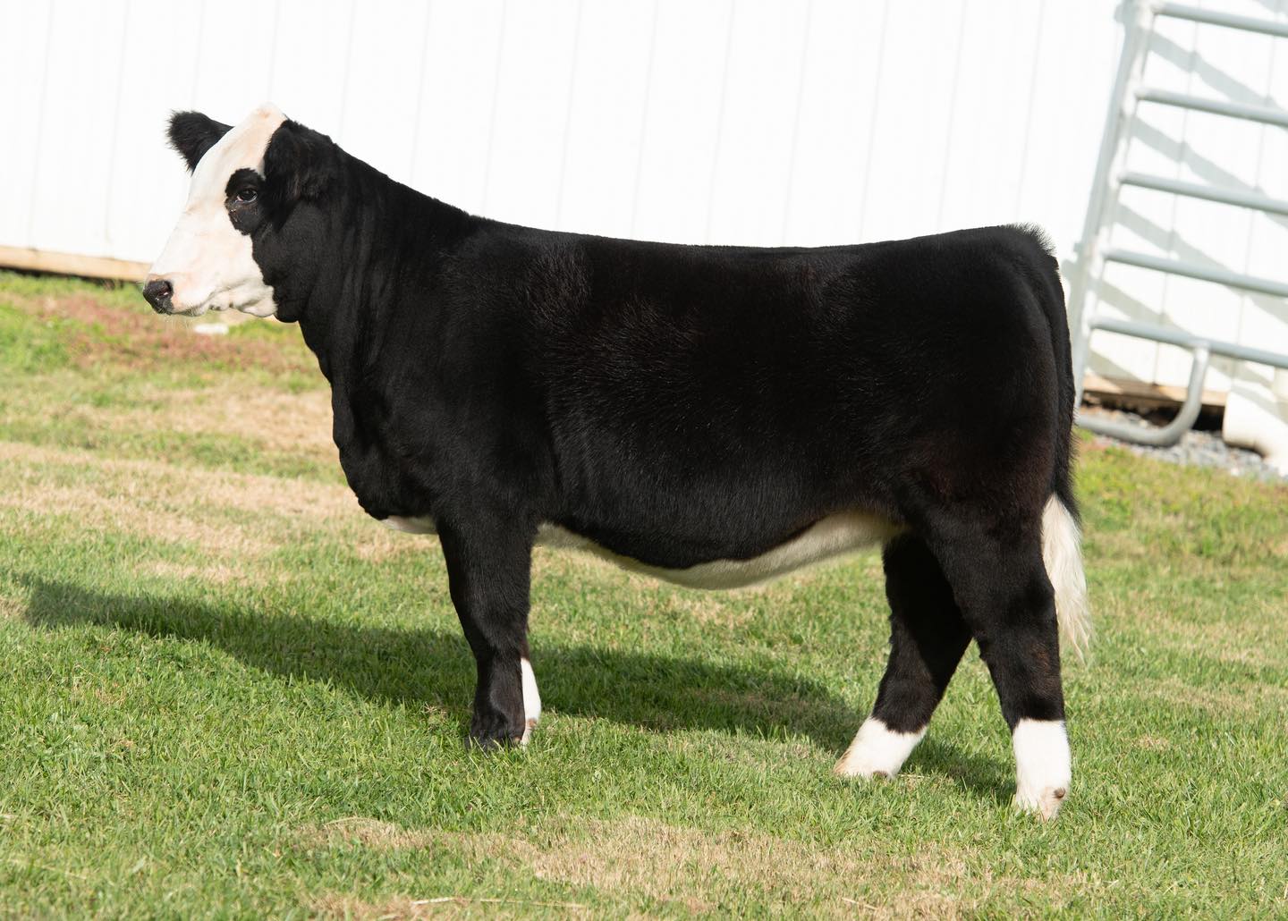 Butler Farms Show Cattle | Inwood WV