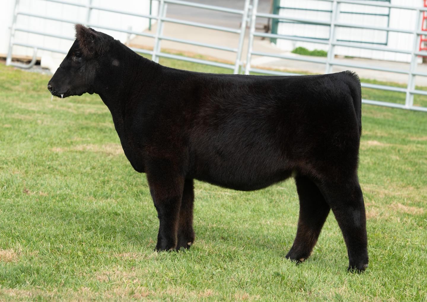 Butler Farms Show Cattle | Inwood WV