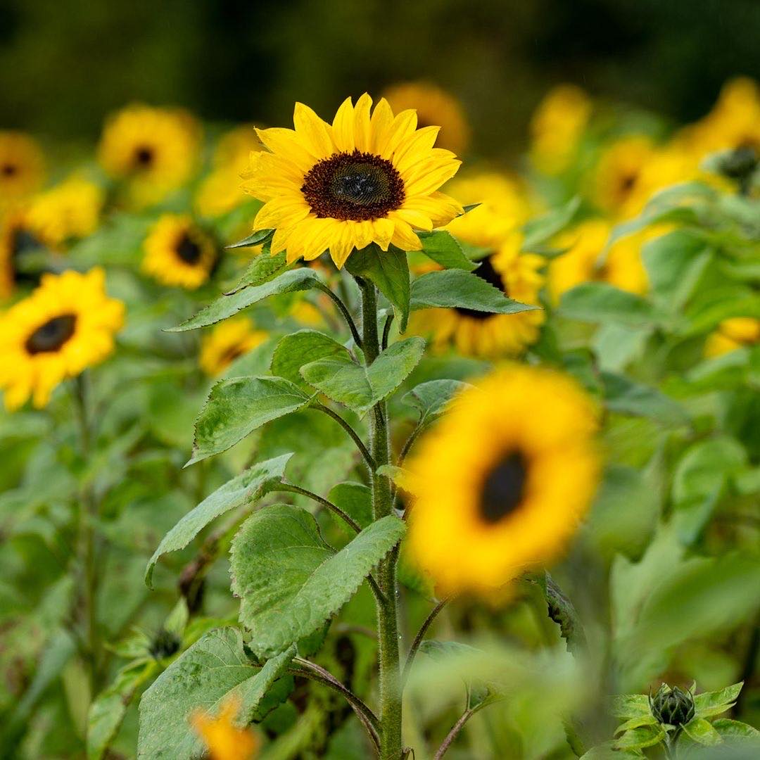The Bloom Barn Farm | Peats Ridge NSW