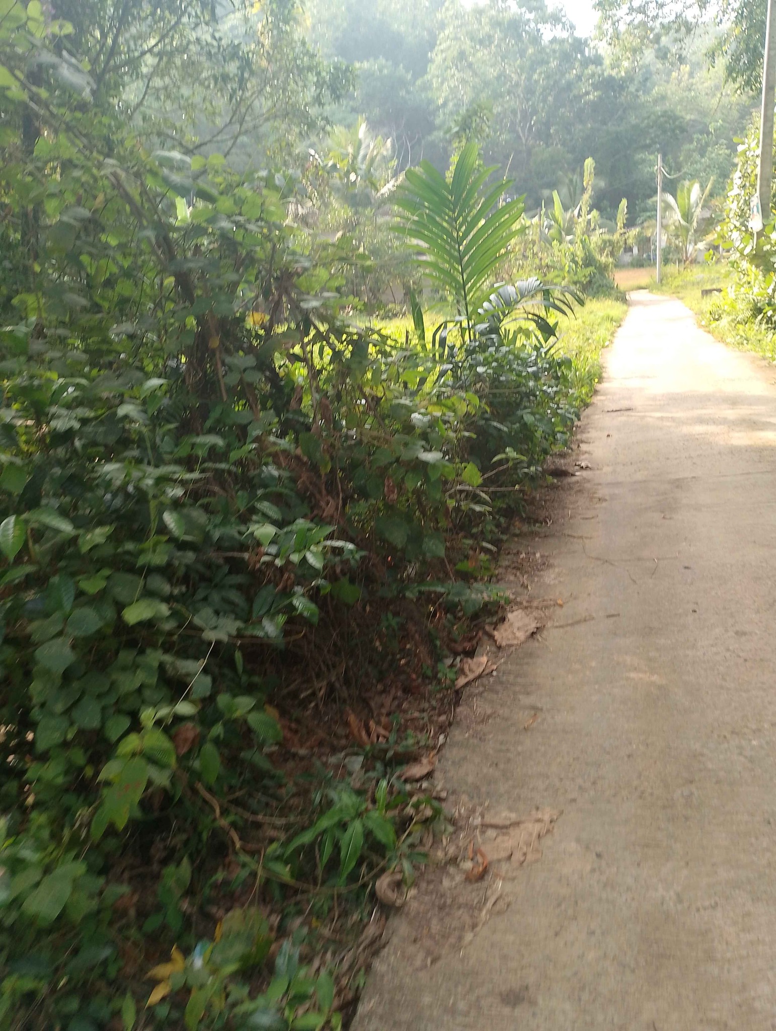 Land for sale face to 428 walallawita mathugama bus route Maddegama ...