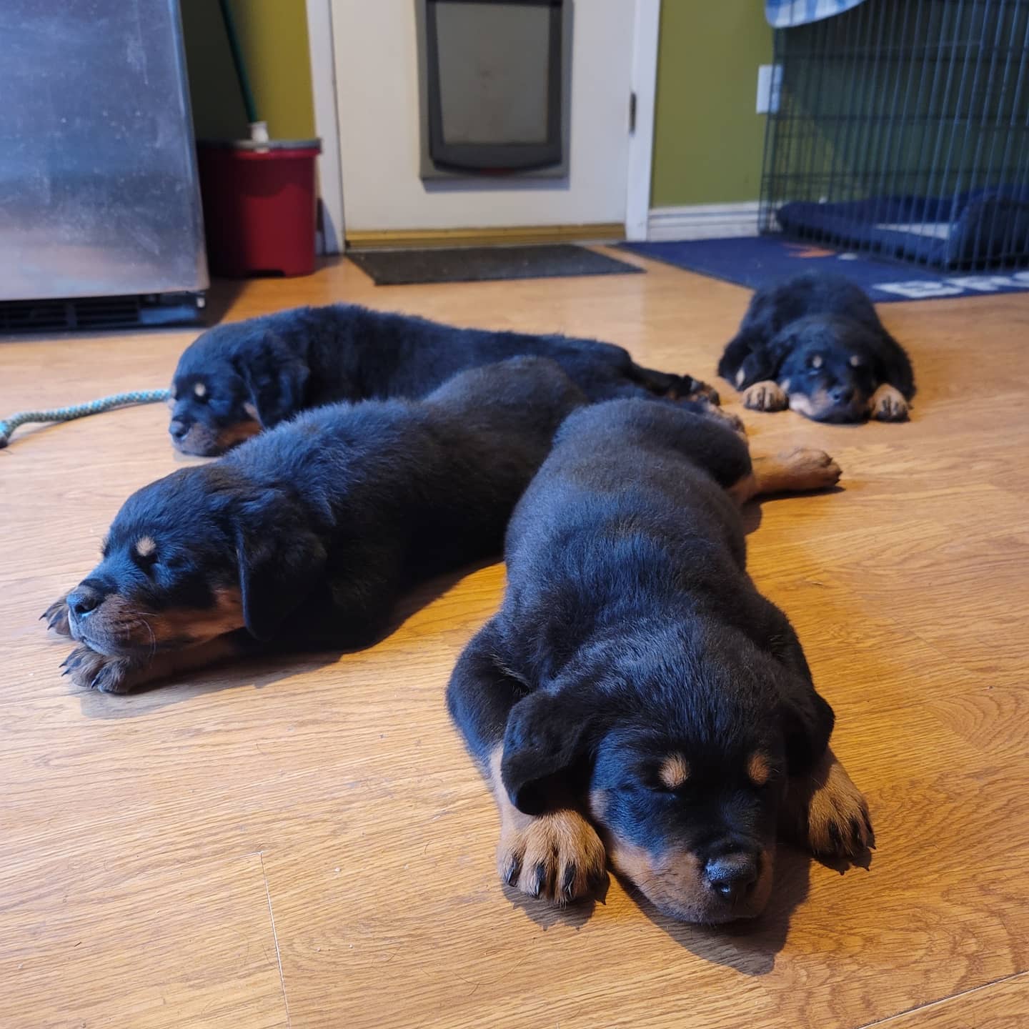 Realestate - Rotties - Lending NMLS# 2667779