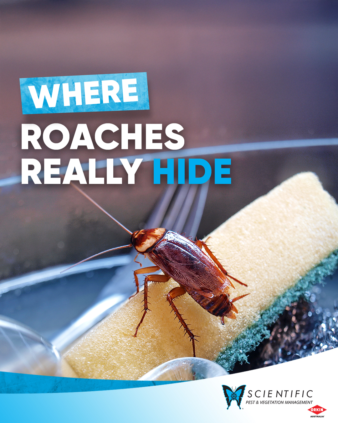 Scientific... - Scientific Pest Management Sunshine Coast