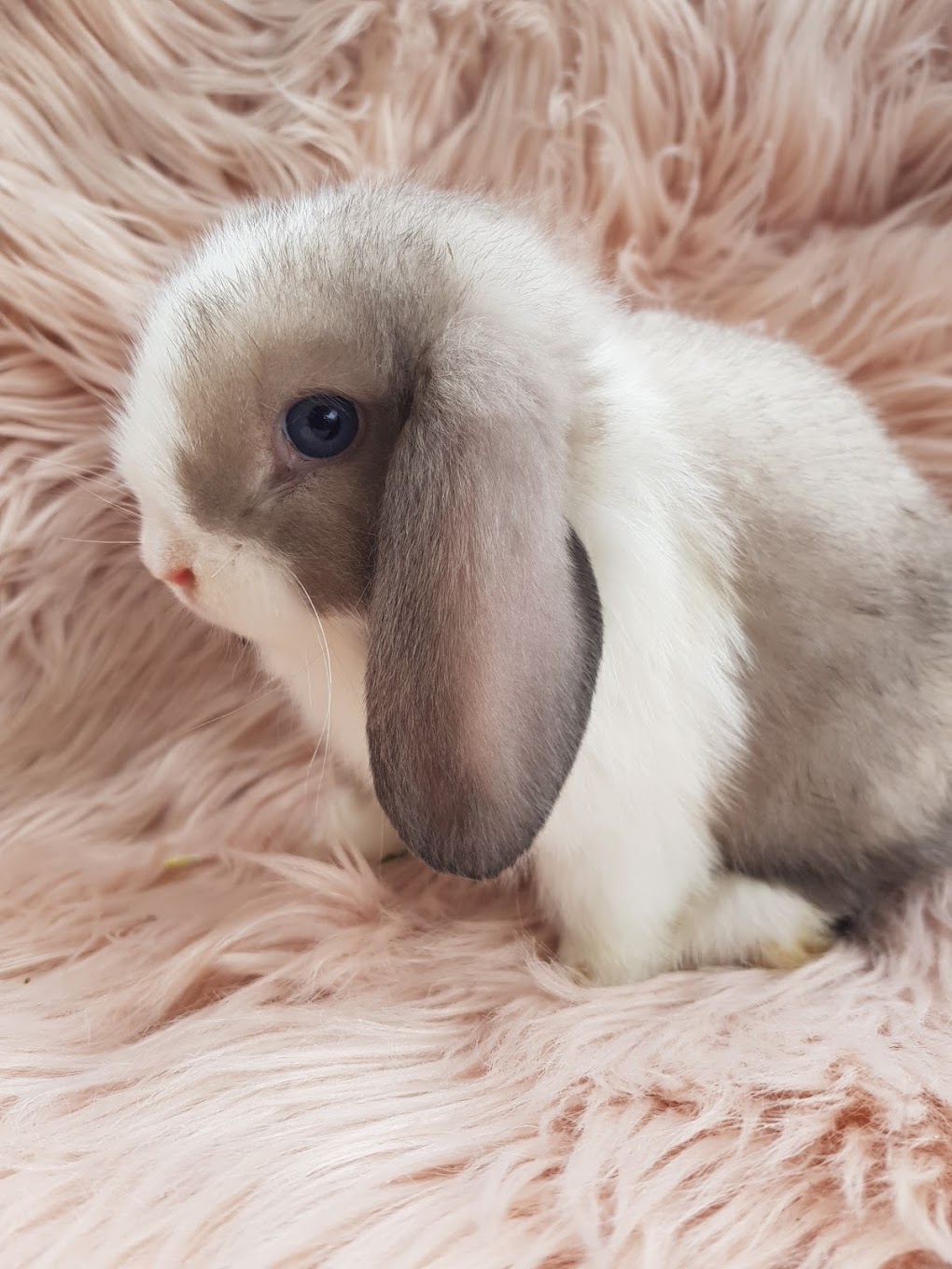 Sydney Bunnies - Minilop and Dwarf Rabbits