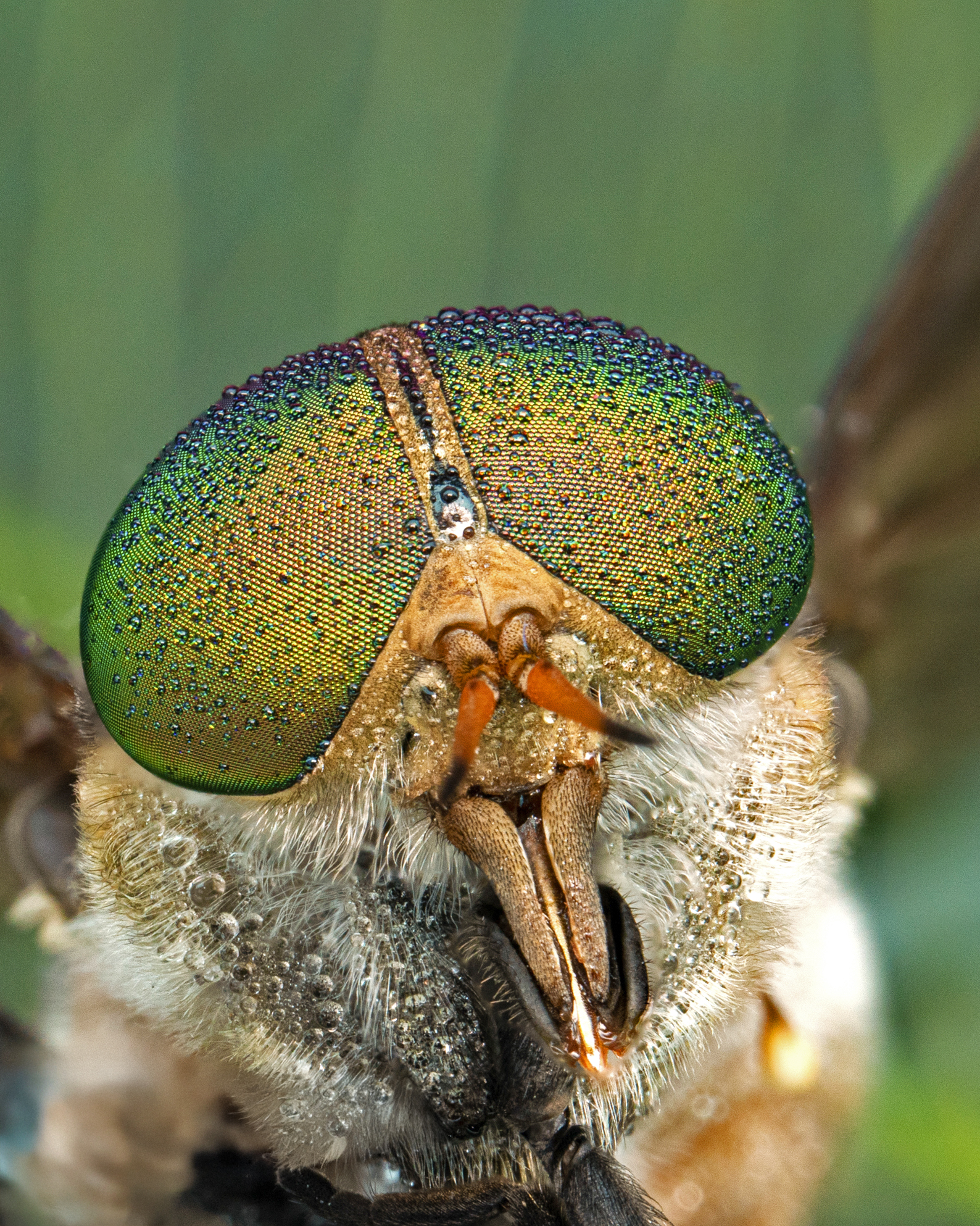 Gulfu - A jewel-eyed stare from the wild — the intricate world of a ...