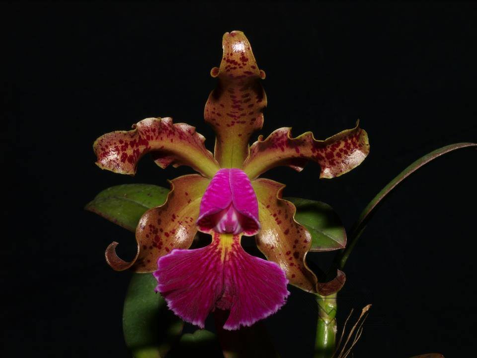Cattleya schilleriana 