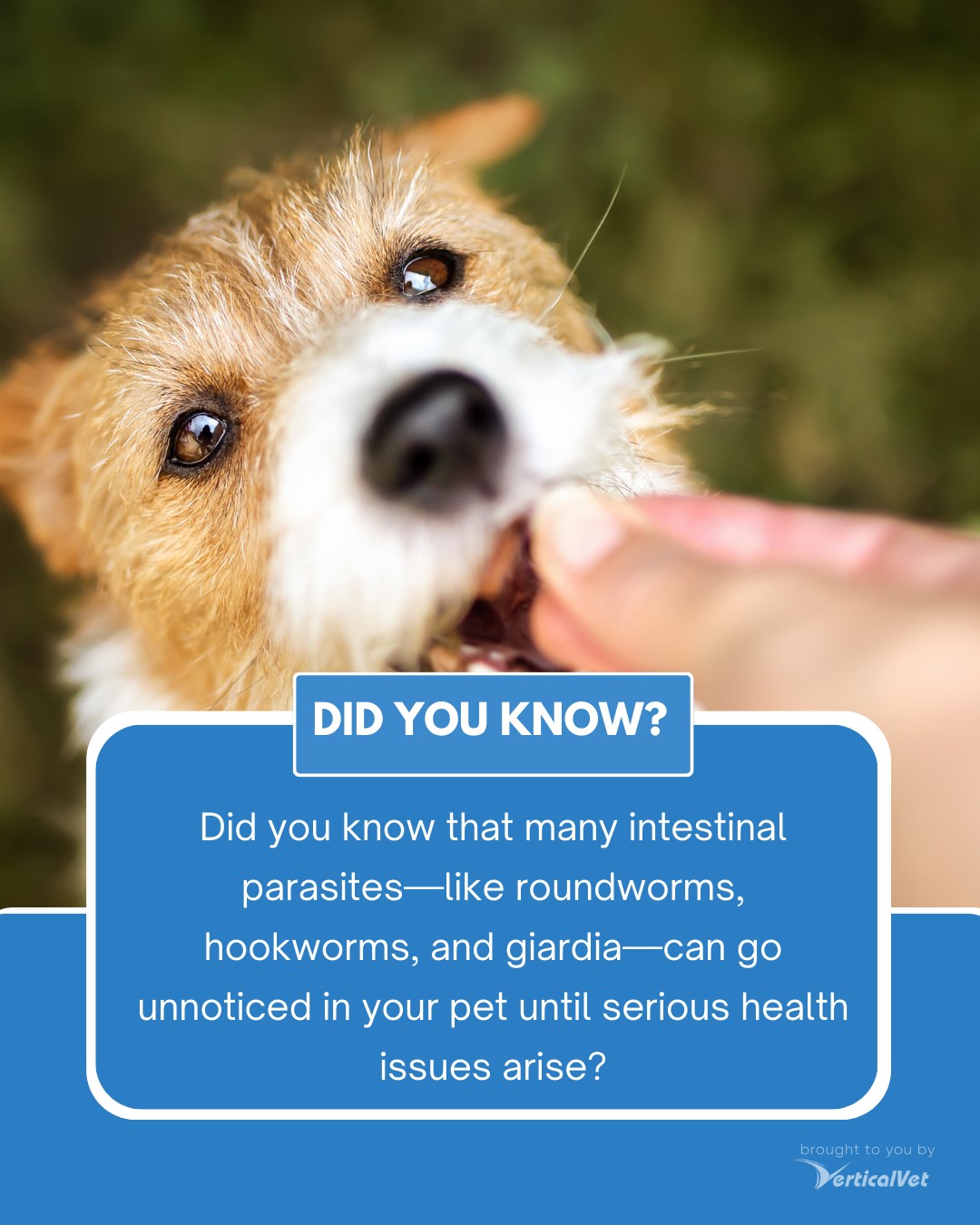 Blue - Did you know that many intestinal parasites—like roundworms ...