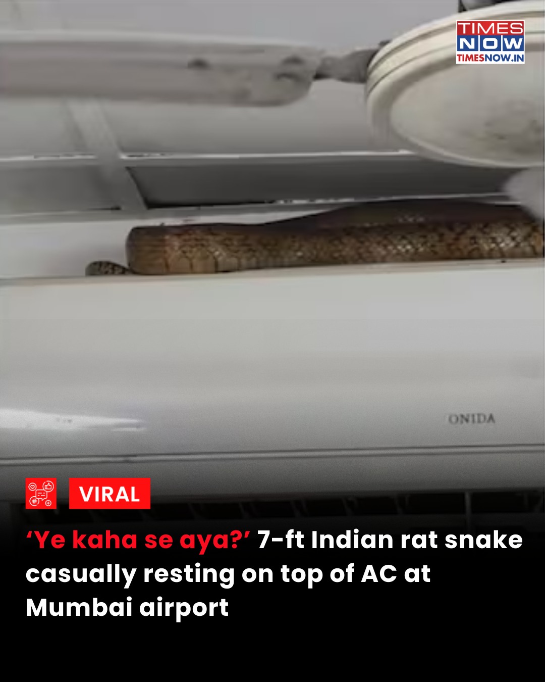 TIMES NOW - A 7-foot-long Indian rat snake was found... | Facebook