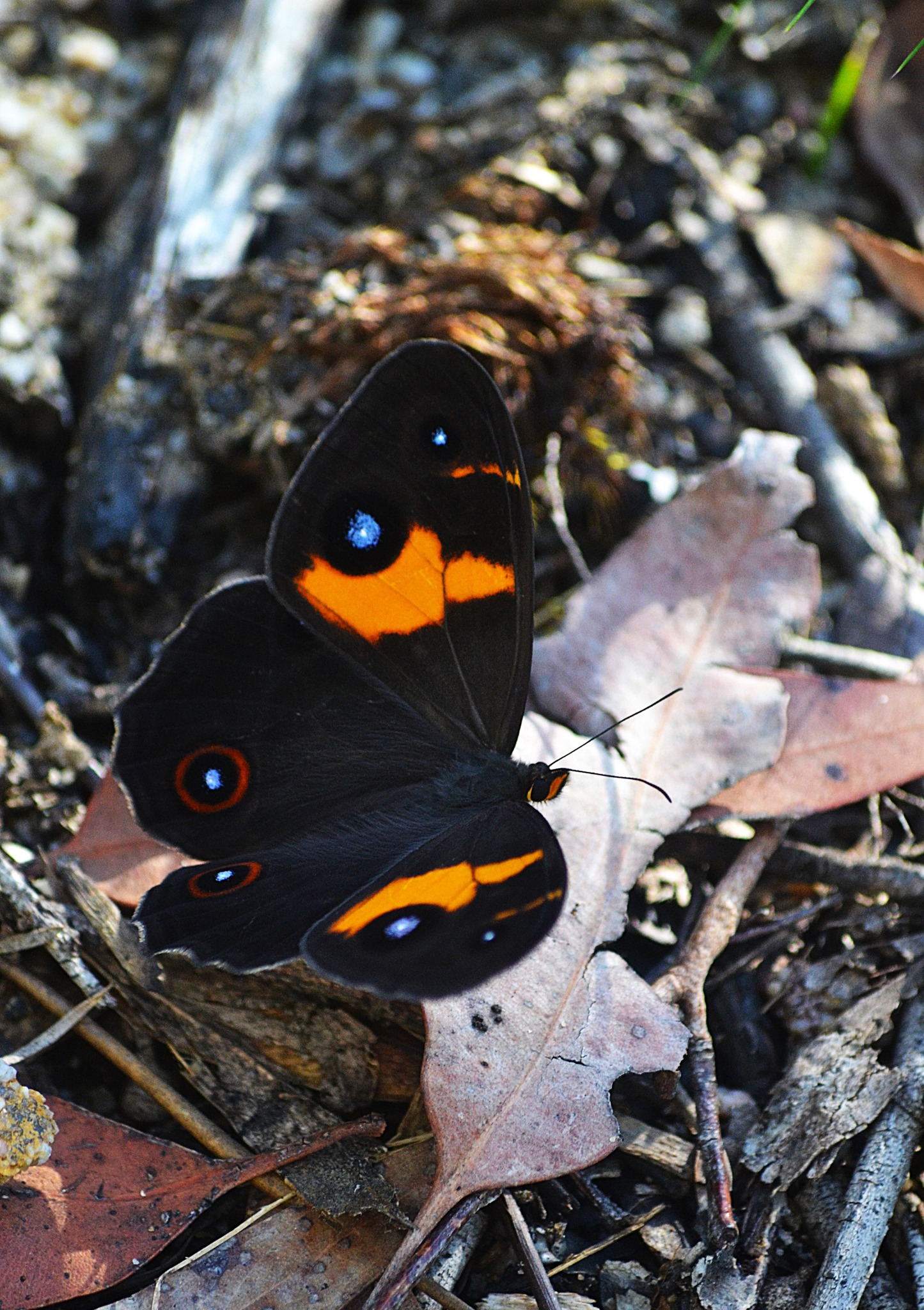 Blue Mountains Butterflies, Bugs and Insects | In Lawson. | Facebook