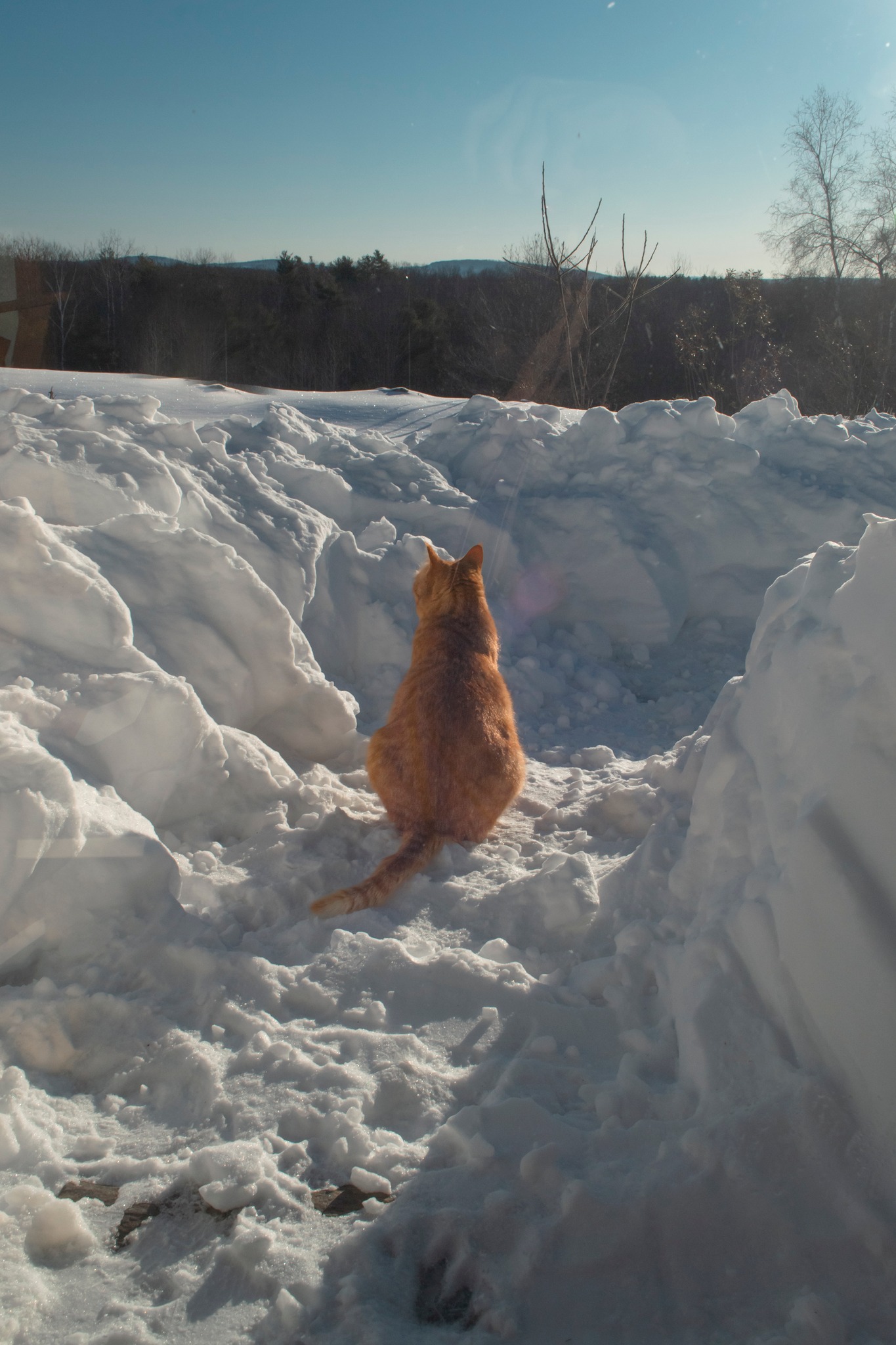 Our cat, perplexed and shocked... - Transfiguration Hermitage | Facebook