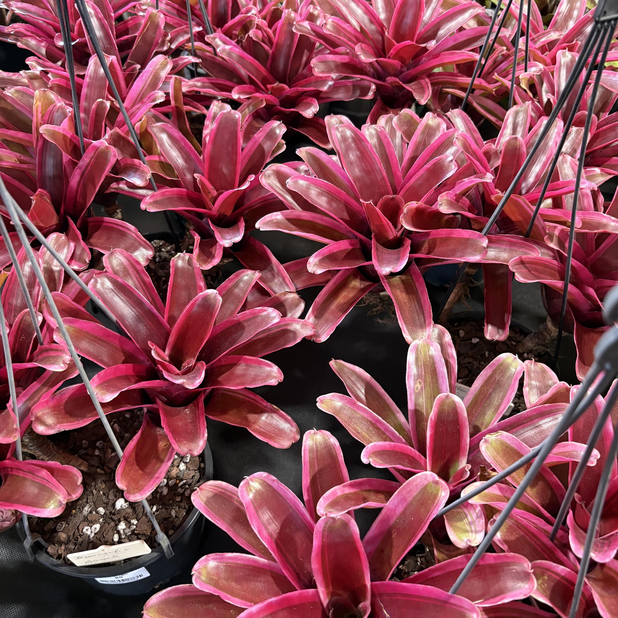 Caboolture & Districts Bromeliad Society Inc on Reels