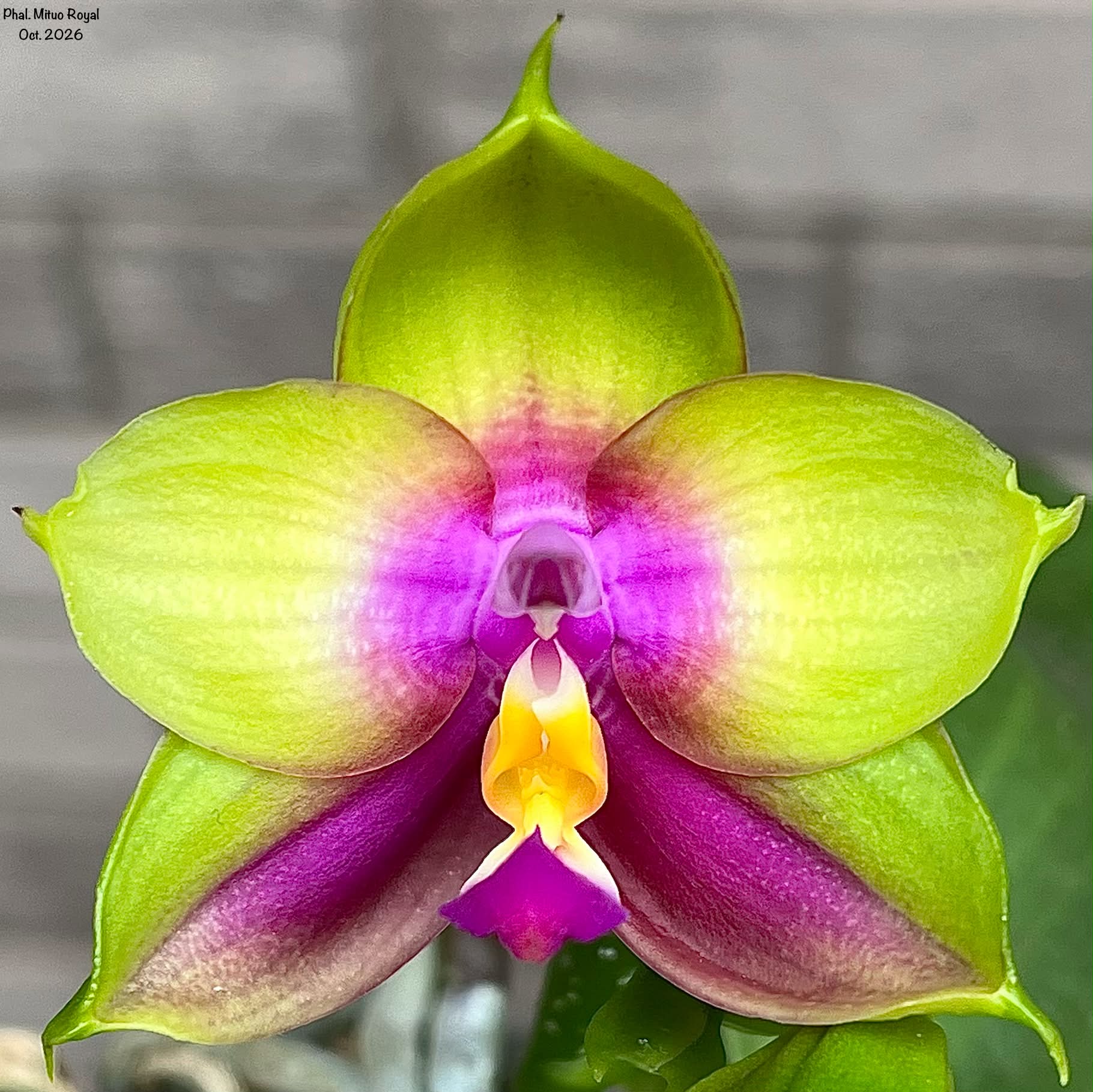 Paphiopedilum Hung Sheng Greyhawk