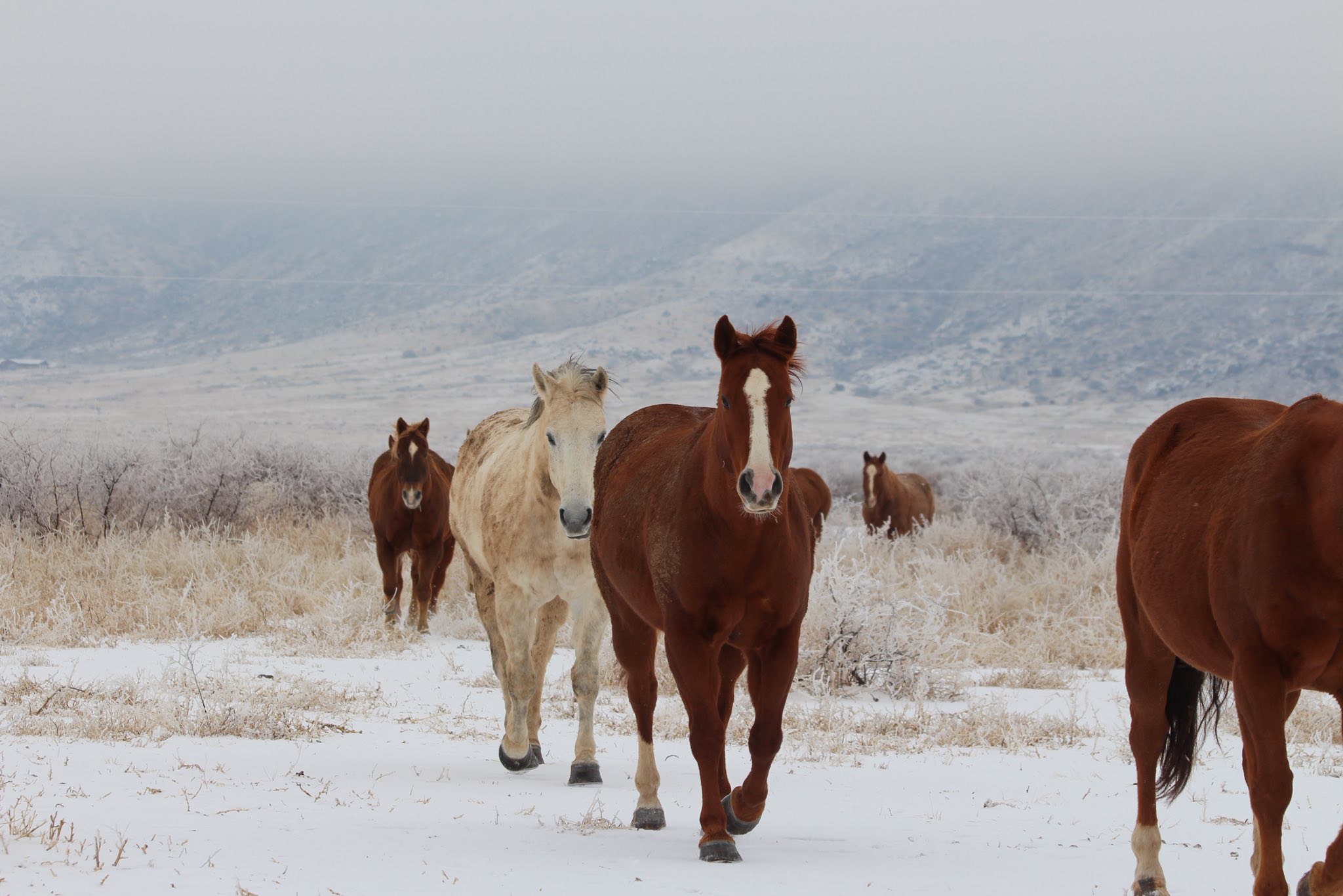 Kokernot o6 Ranch | Alpine TX