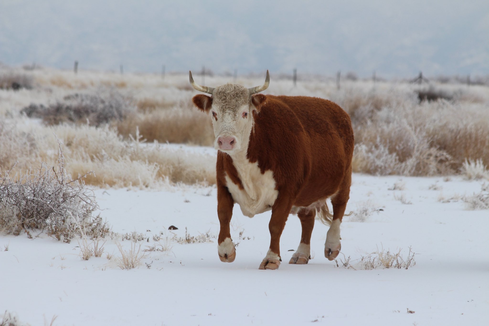 Kokernot o6 Ranch | Alpine TX