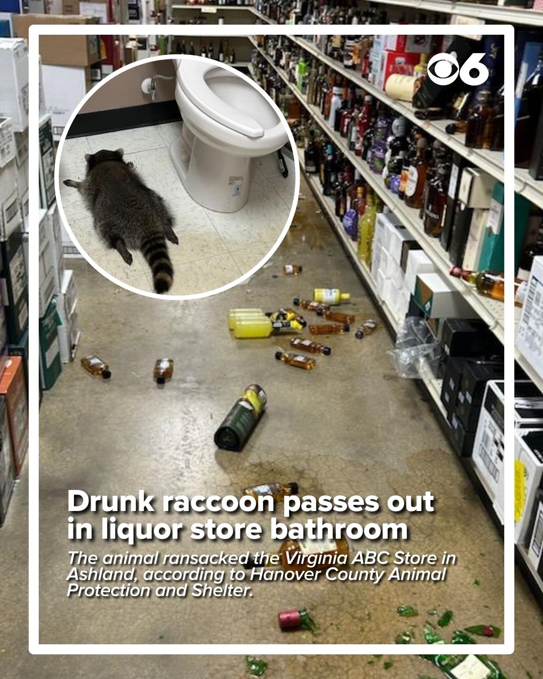 WTVR CBS 6 News - Only in Virginia! 🦝 This raccoon broke... | Facebook