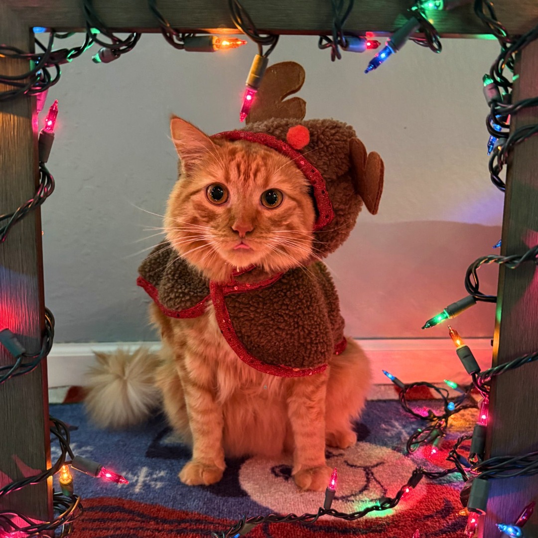 ugly cat christmas dress Pets and owners celebrate National Sweater Day The color of this