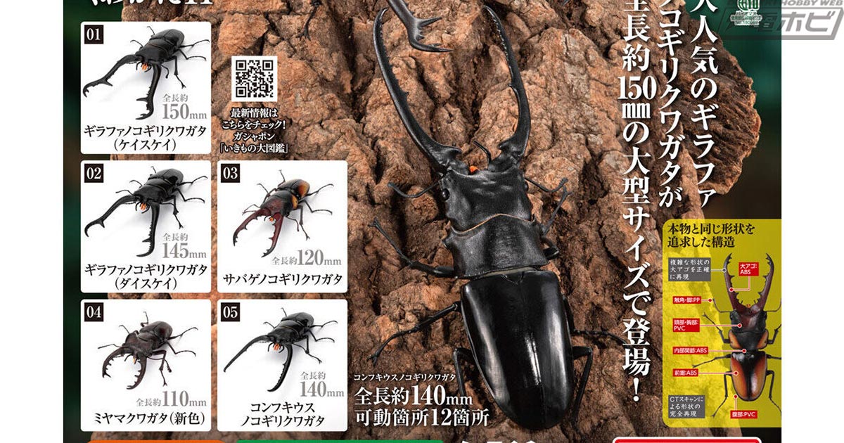 ミヤマクワガタ ノコギリクワガタ クワガタ 図鑑 いきもの大図鑑
