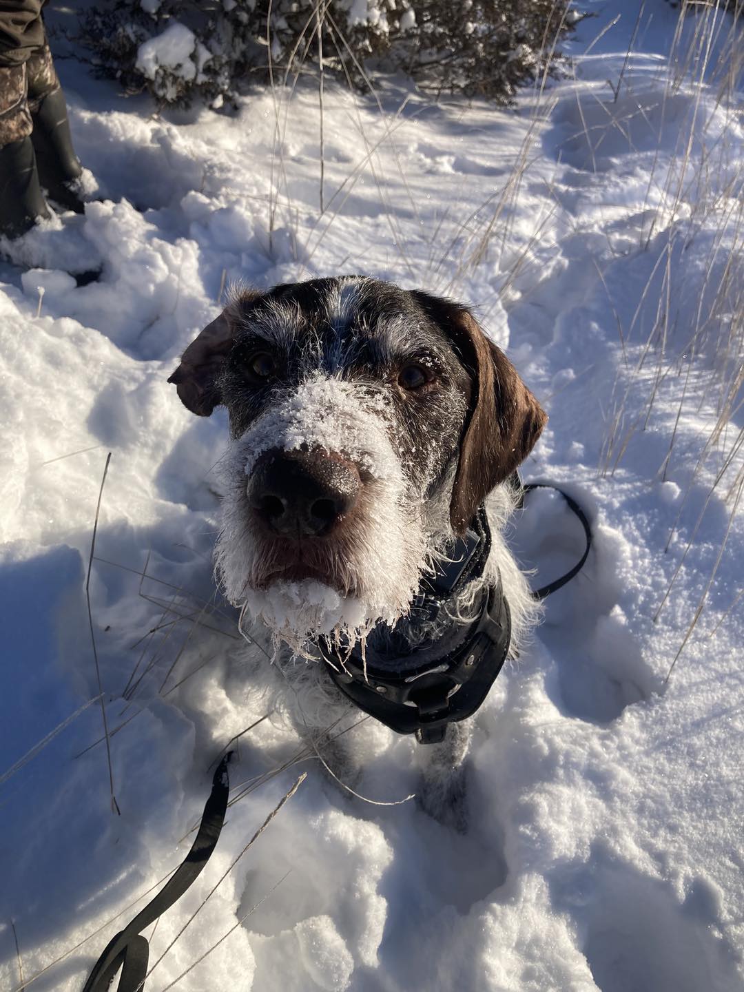 FVVFD SaR K9 Merle Haggard