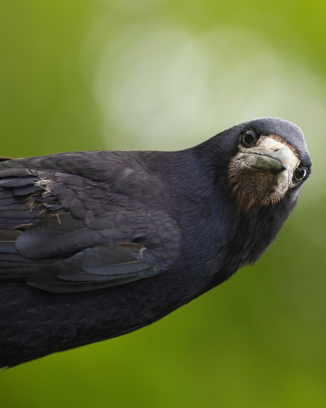 RSPB - This Rook couldn’t help but notice that you haven’t... | Facebook