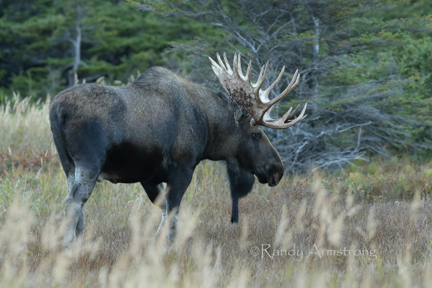 Moose - Grumpy! This Moose & Coffee post is about Grumpy but it’s also ...