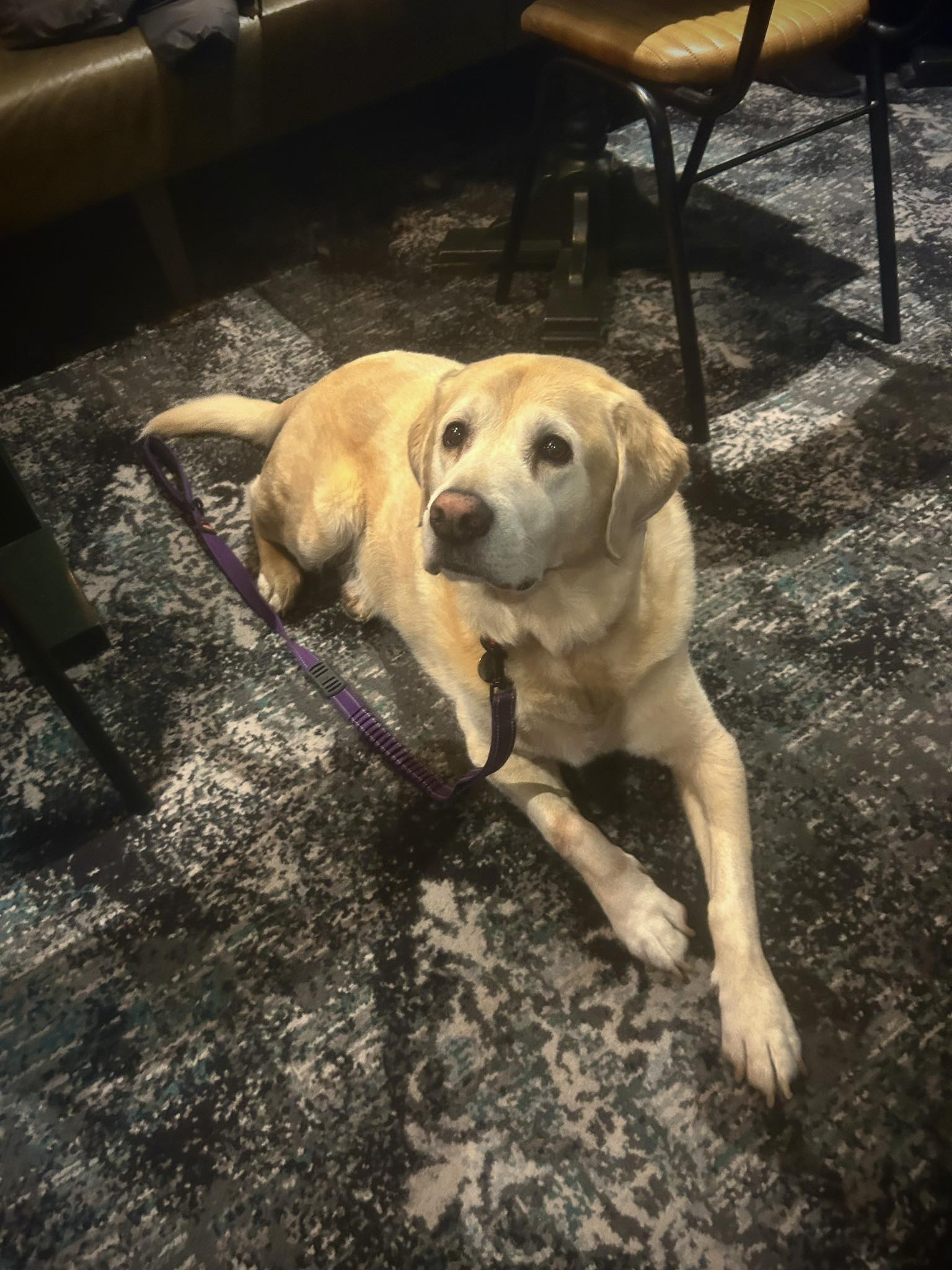 Tavern - 🐶D O G O F T H E W E E K🐶 Meet Digger the Labrador/Retriever 💛 ...