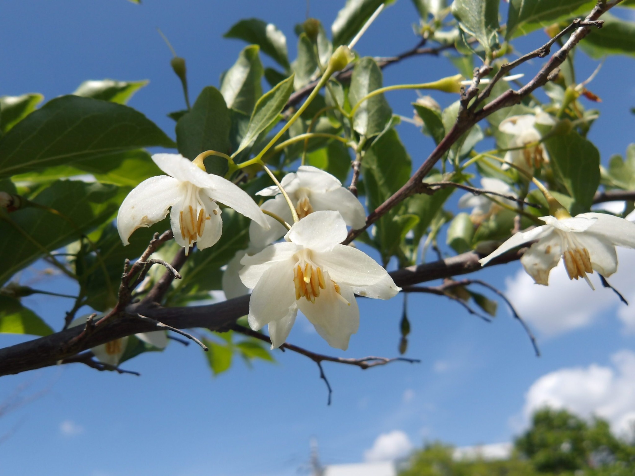 エゴノキが花をつけています。本公園には白花のものとベニバナのものが 