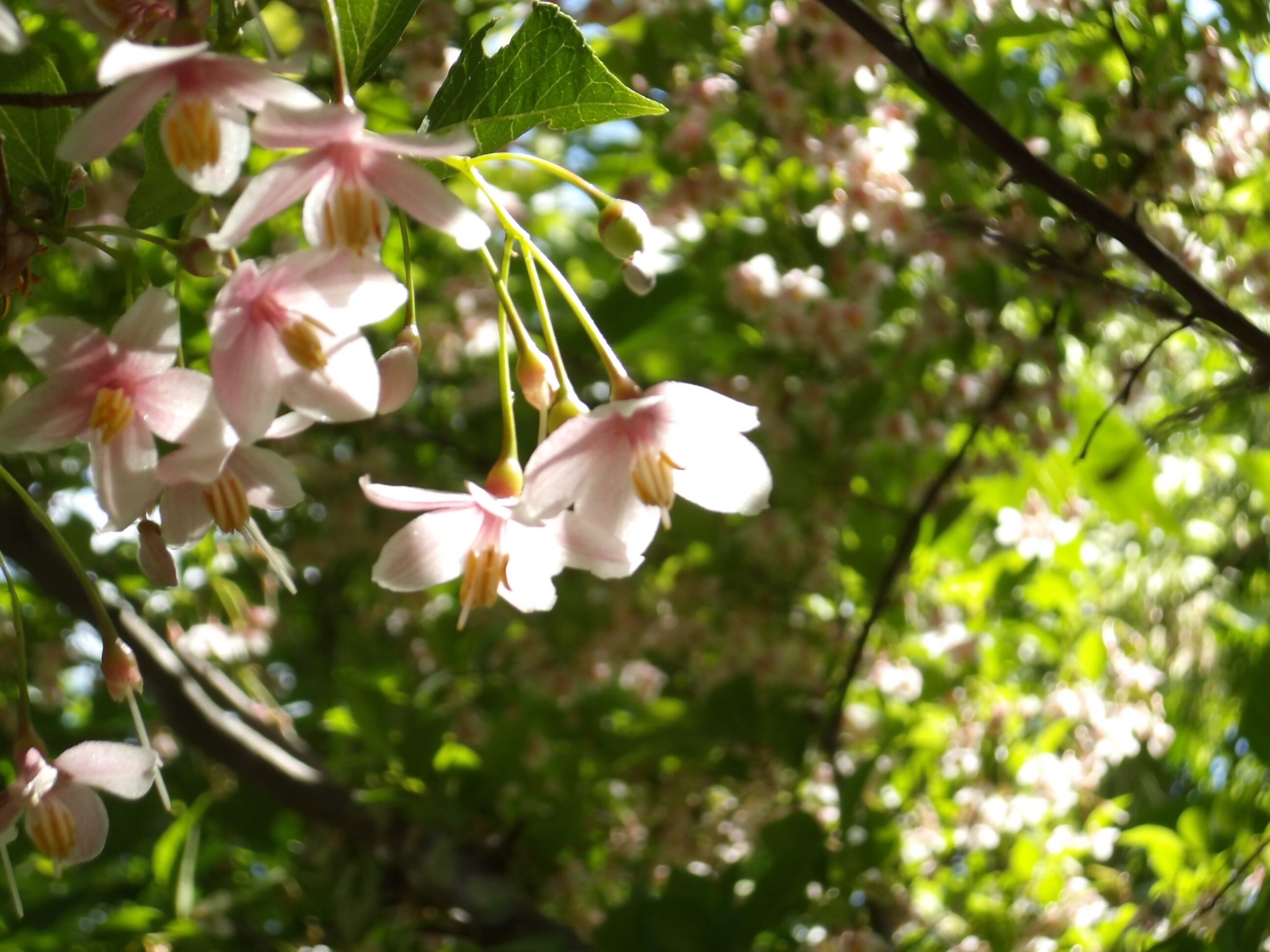 エゴノキが花をつけています。本公園には白花のものとベニバナのものが 