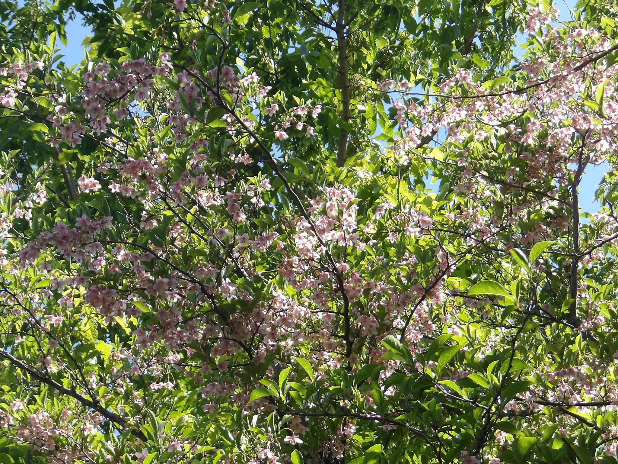 エゴノキが花をつけています。本公園には白花のものとベニバナのものが 