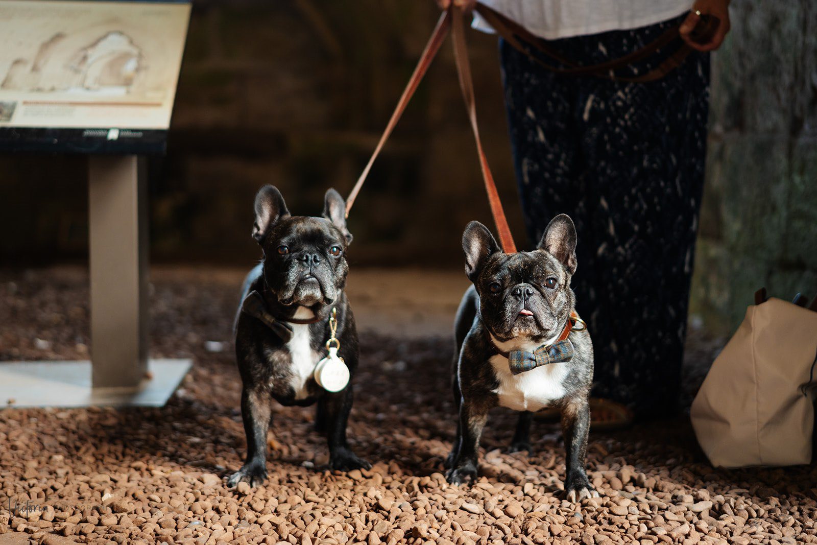Promised some wedding snaps💗... - Sittin' Pretty Dog Grooming | Facebook