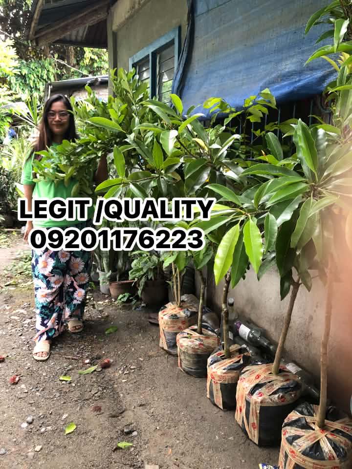 DURIAN PUYAT 🌳GRAFTED FRUIT TREES FOR SALE🌳 Gusto mo ba ng mga Punong ...
