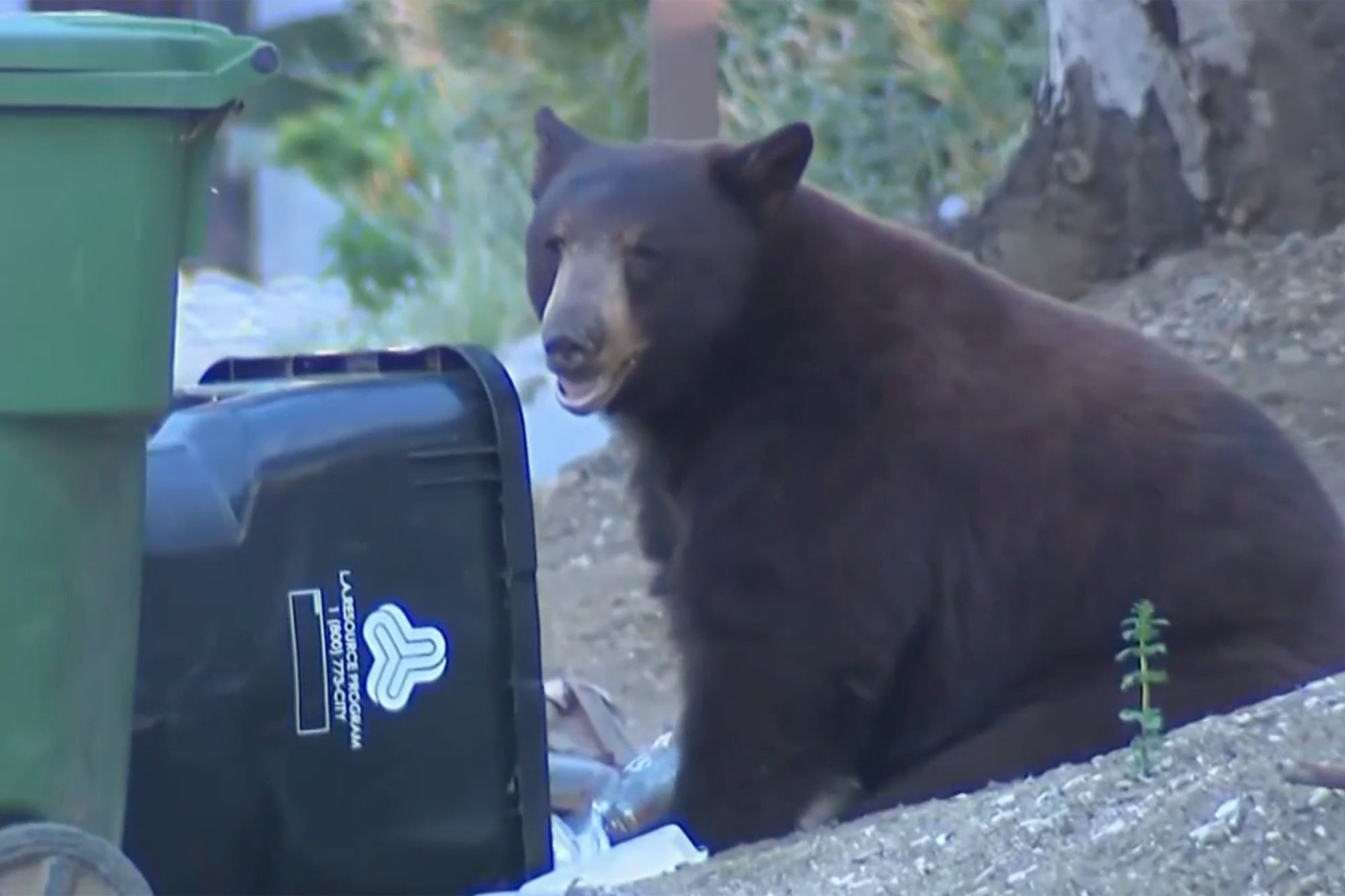 Massive bear terrorizes Los Angeles neighborhood